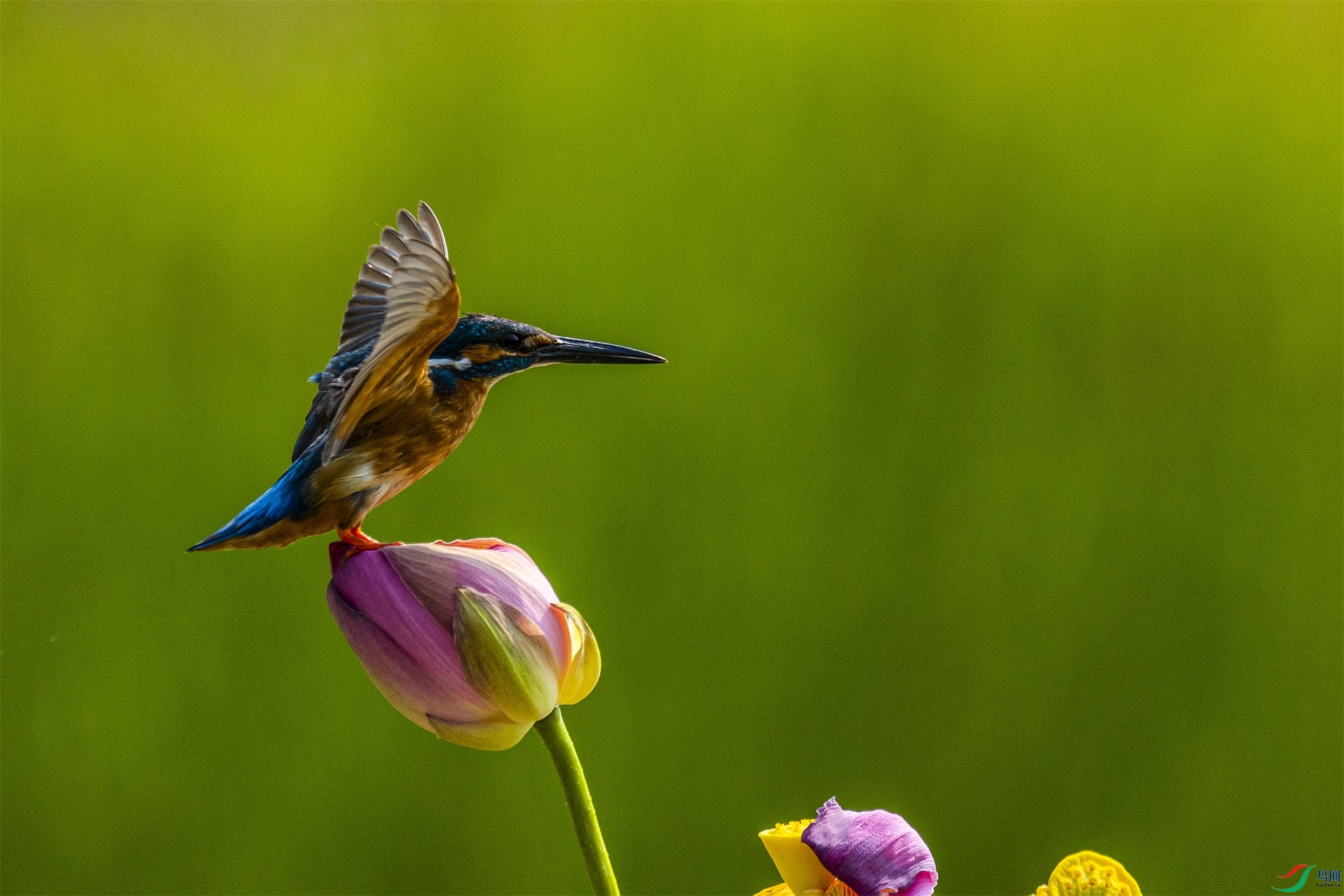 1K3A0747 ����1.jpg