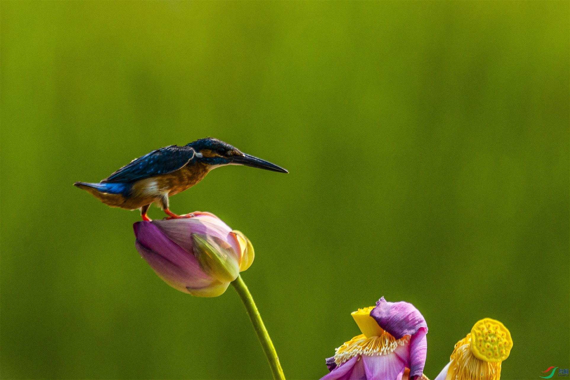 1K3A0750 ����1.jpg