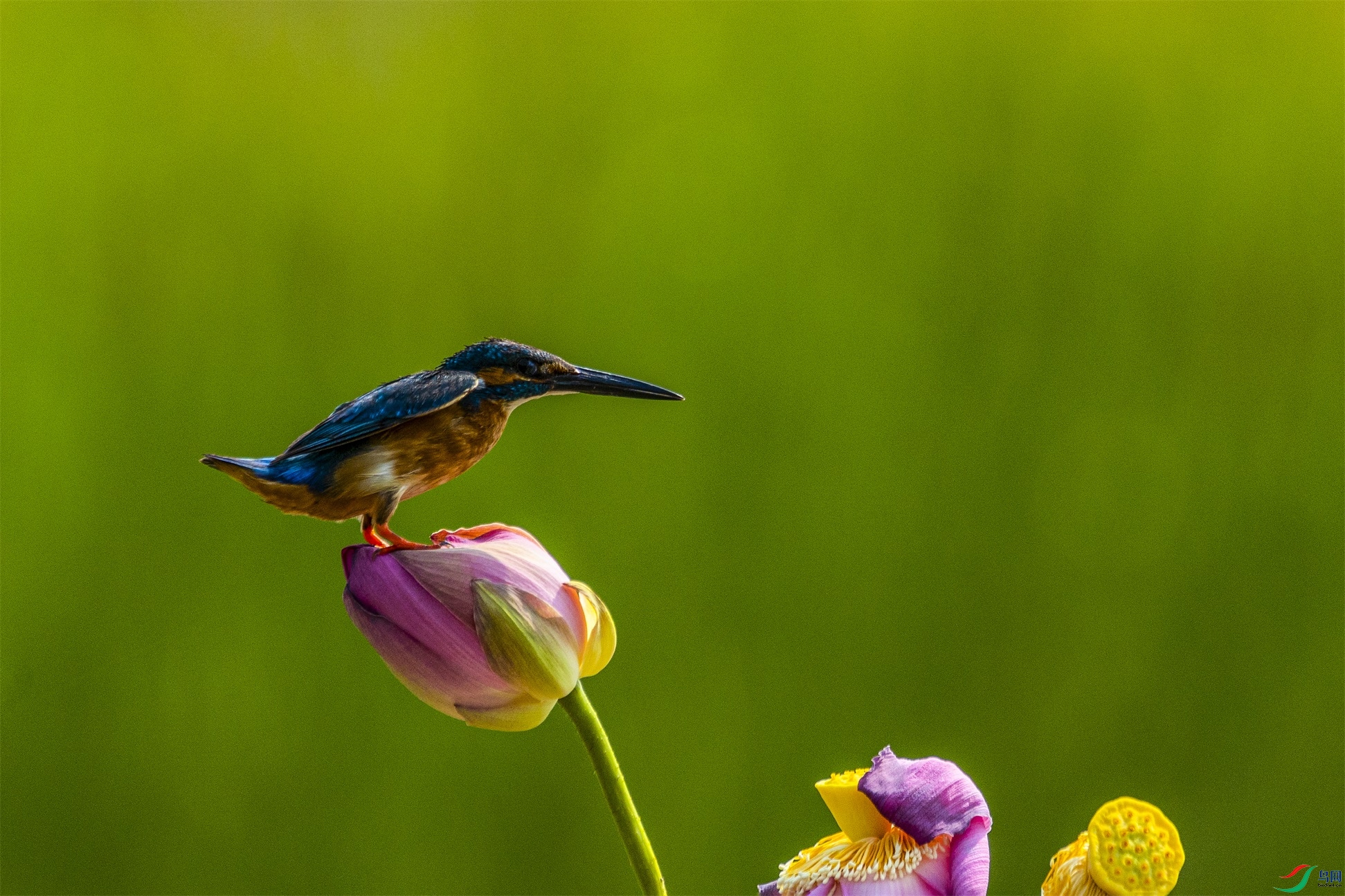 1K3A0749 ����1.jpg