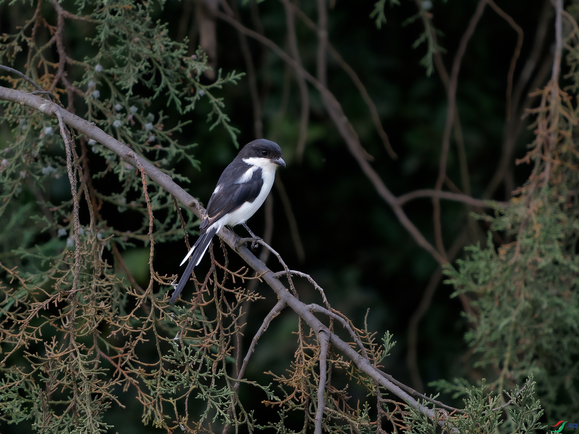 HCP02938_DxO.jpg