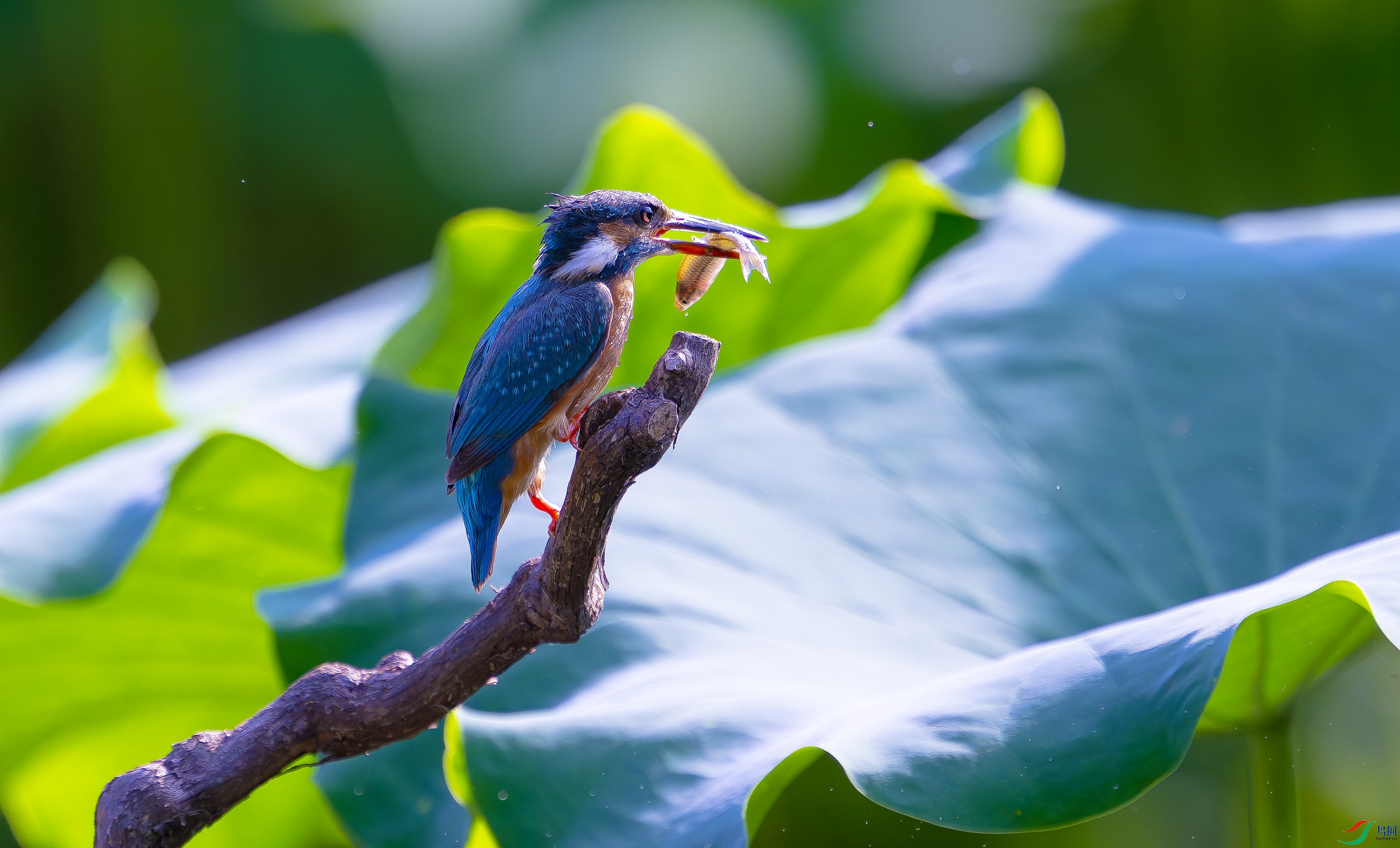 DSC_2056-NEF.jpg