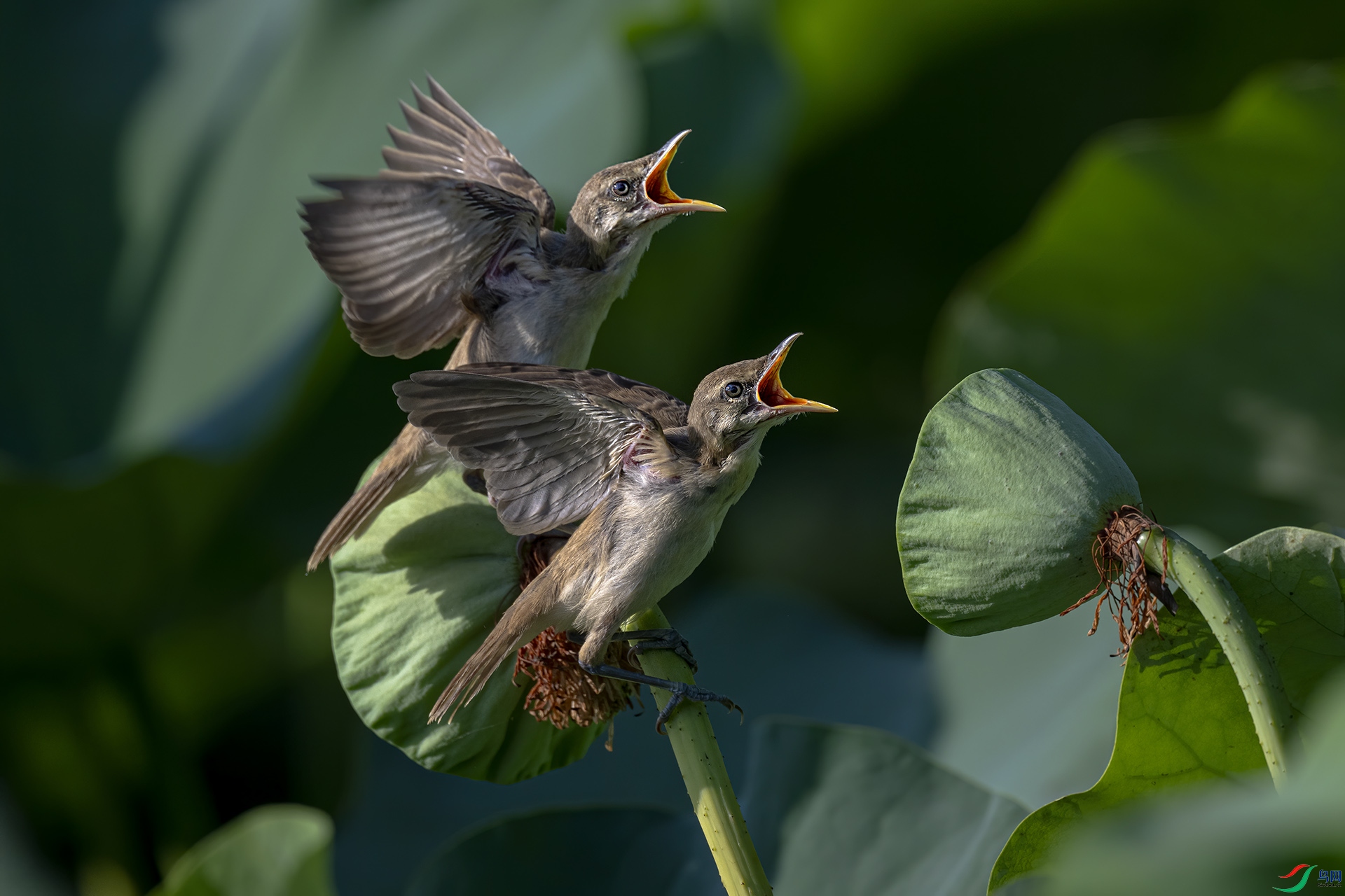DSC_7071-.jpg