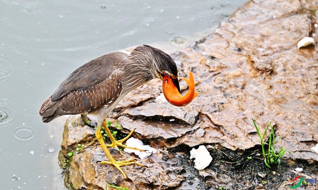 DSC_9123.JPG