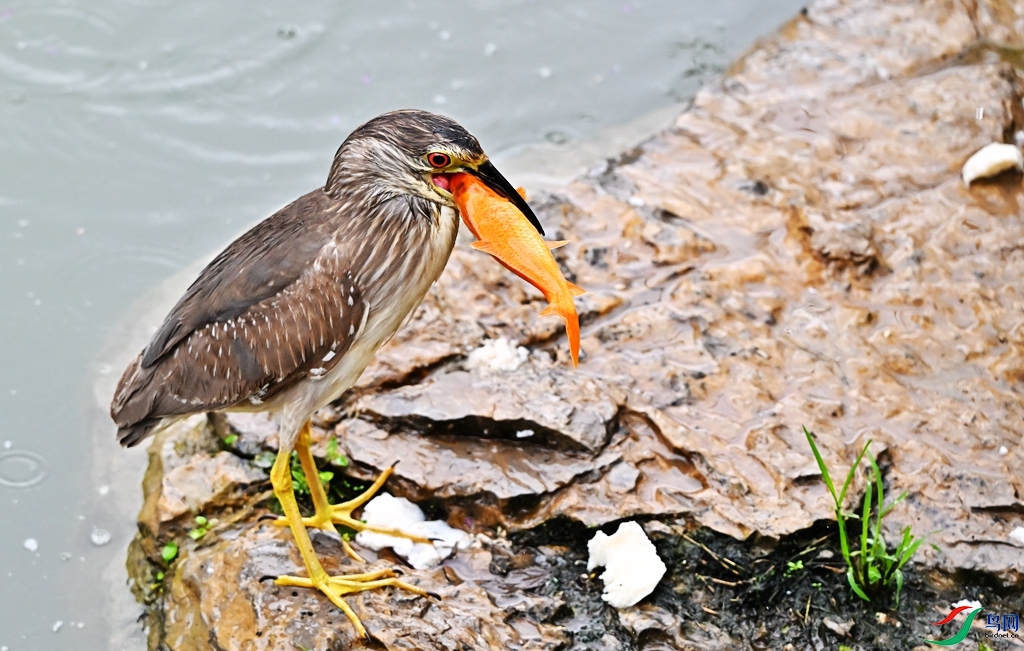 DSC_9118.JPG