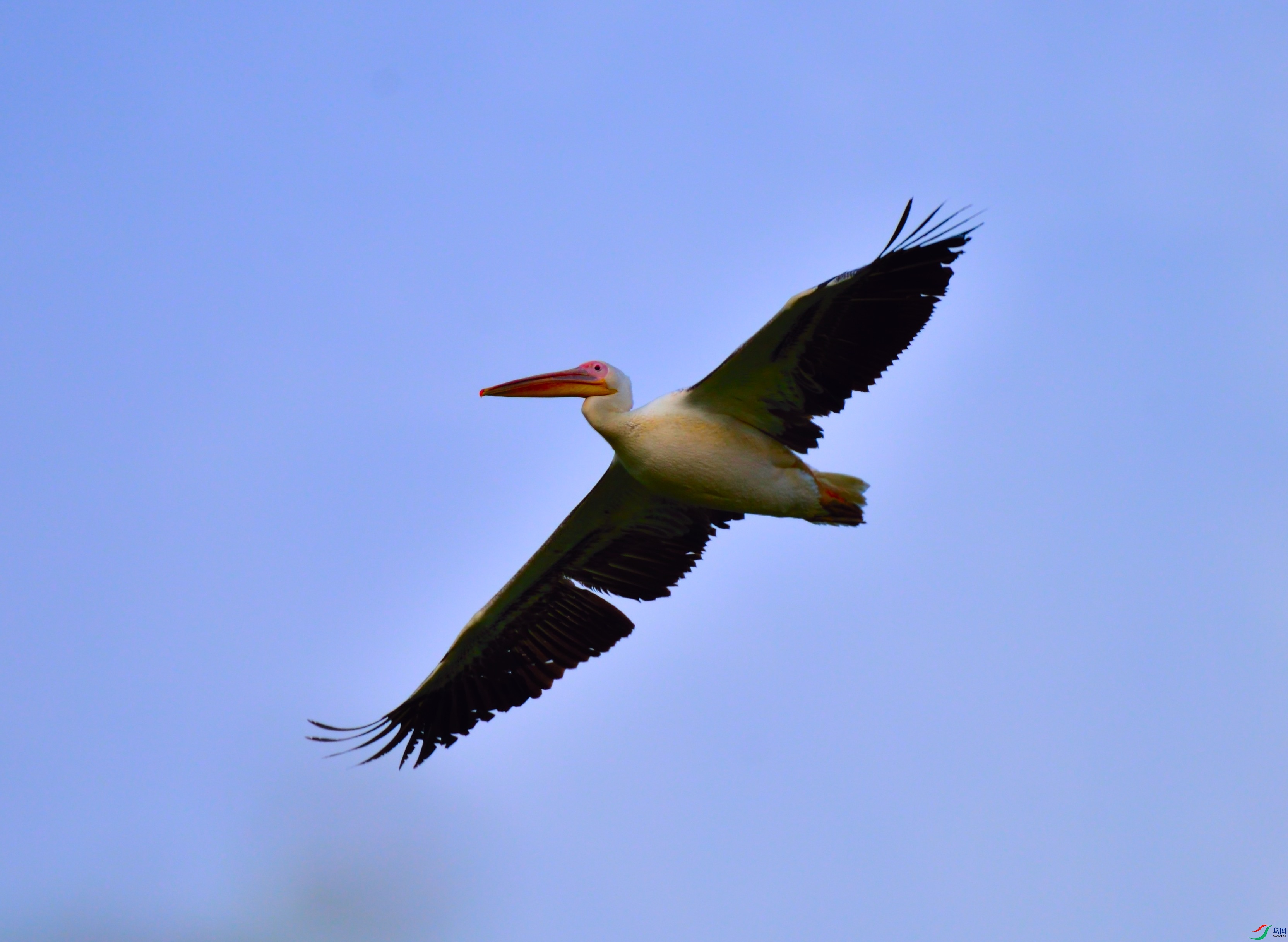 DSC_8638.JPG