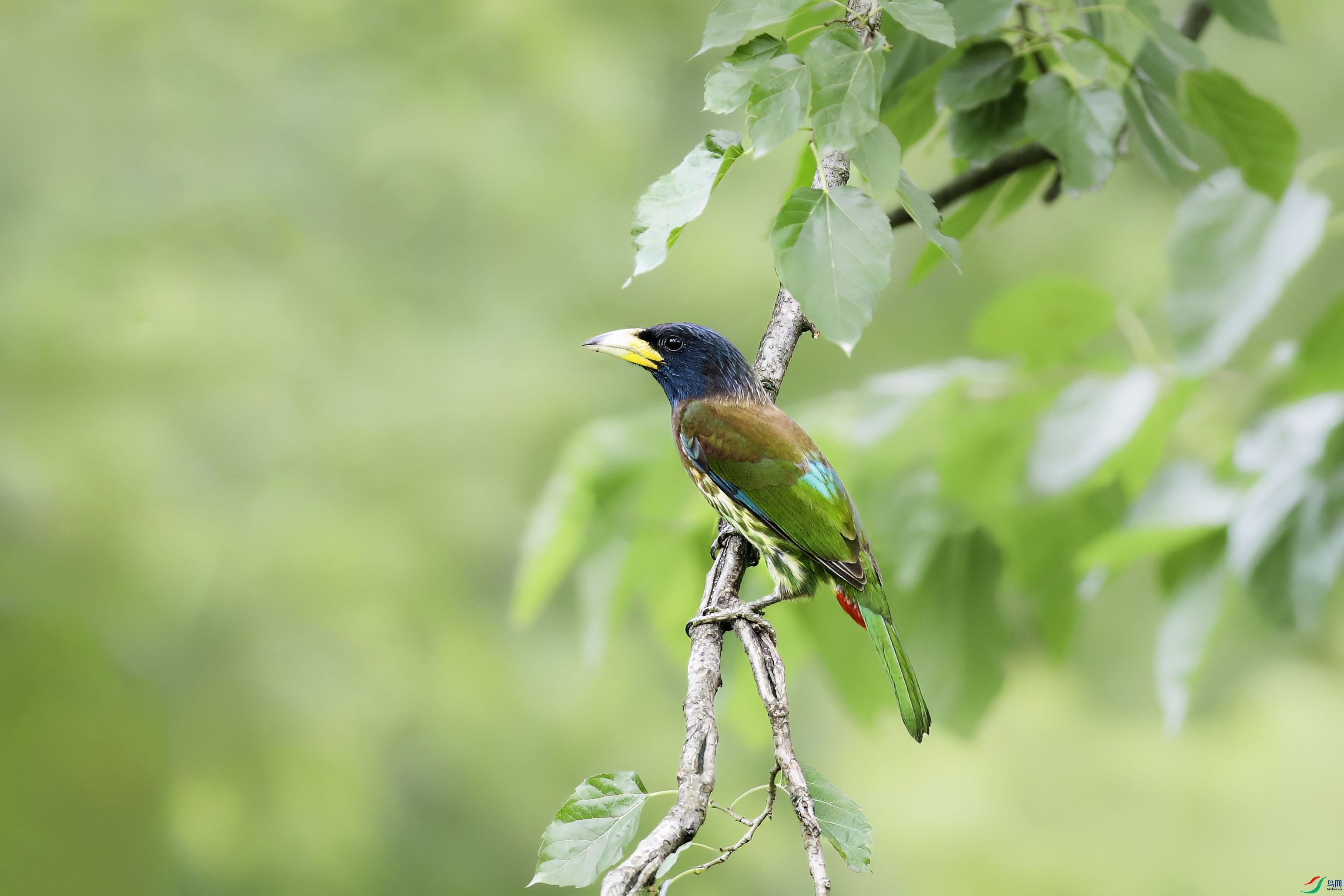 ������ľ��