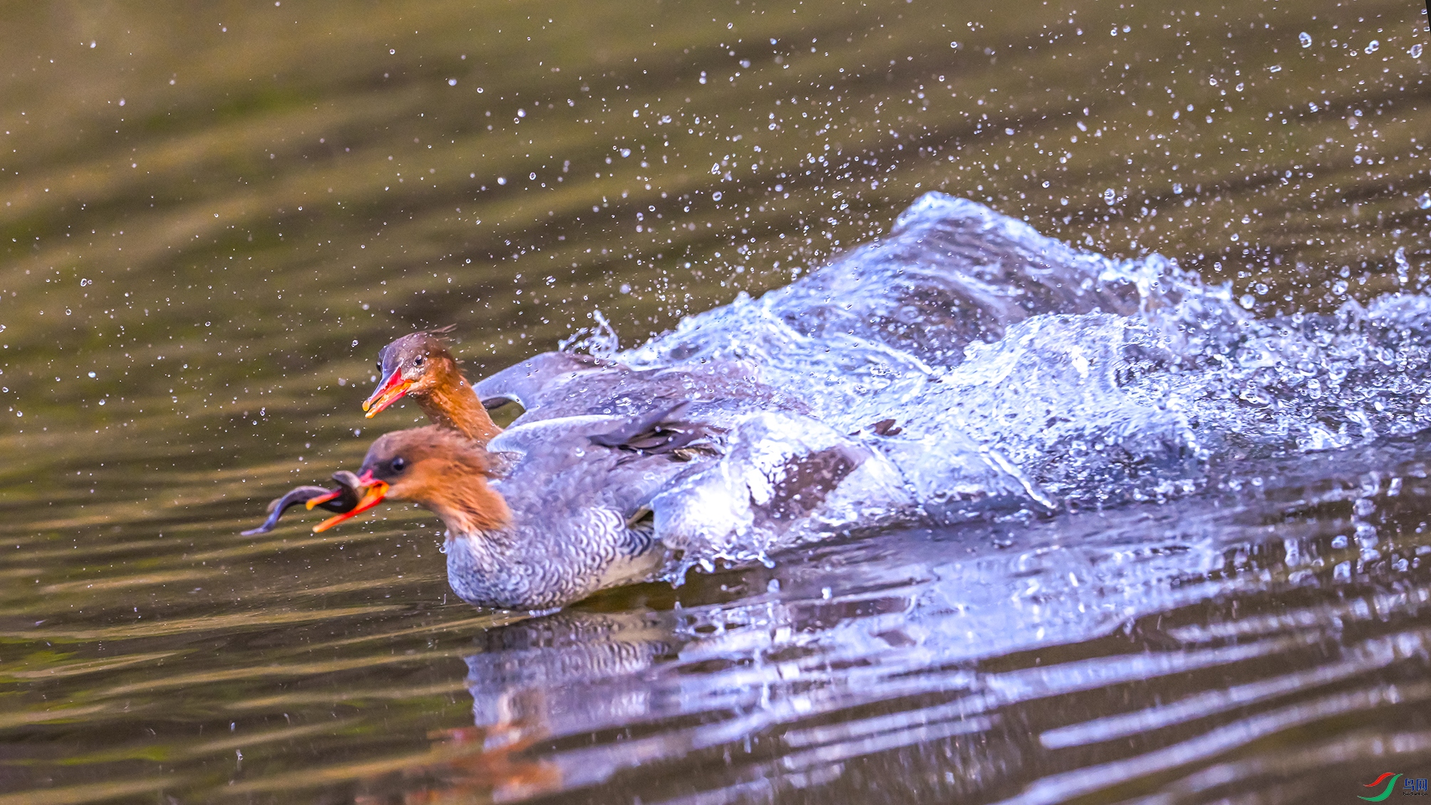 1165 ����.jpg