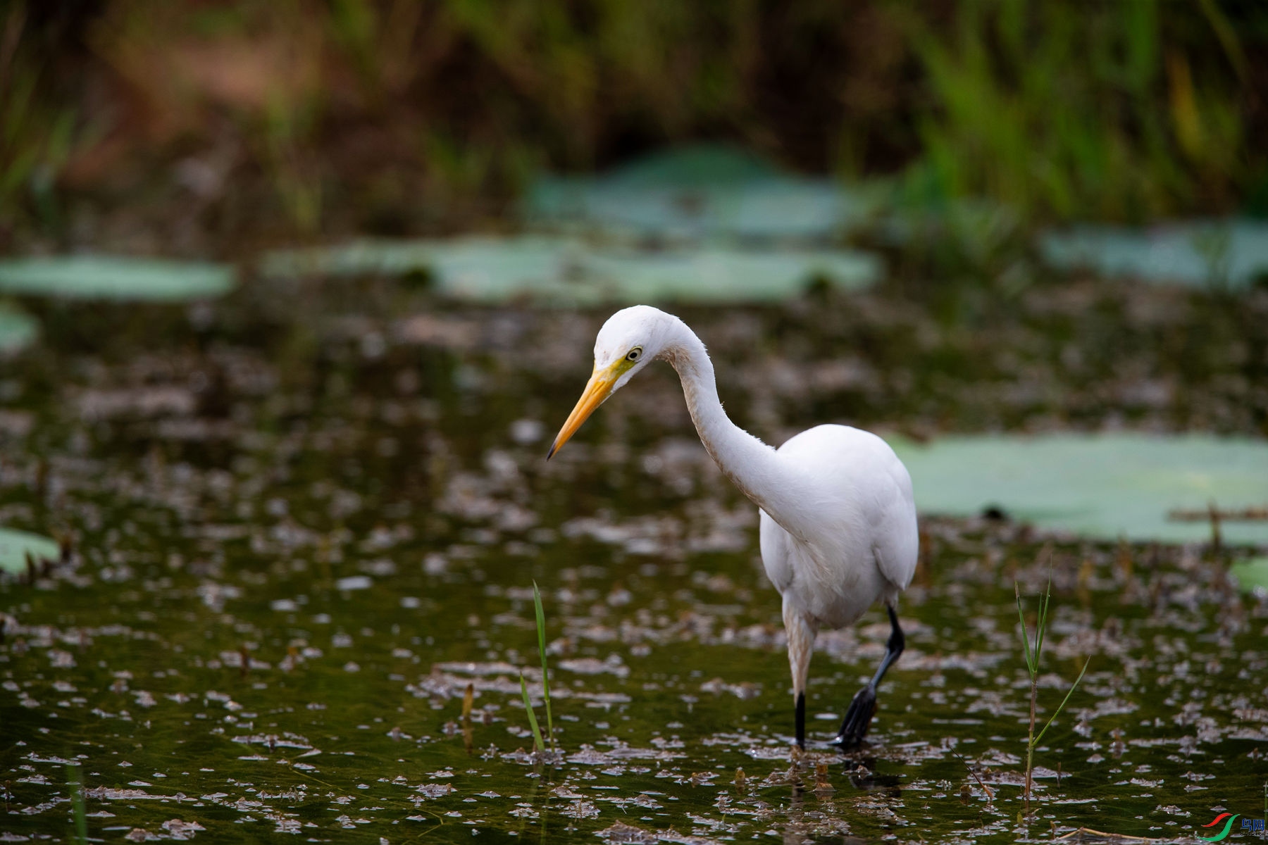 ������ʳ4