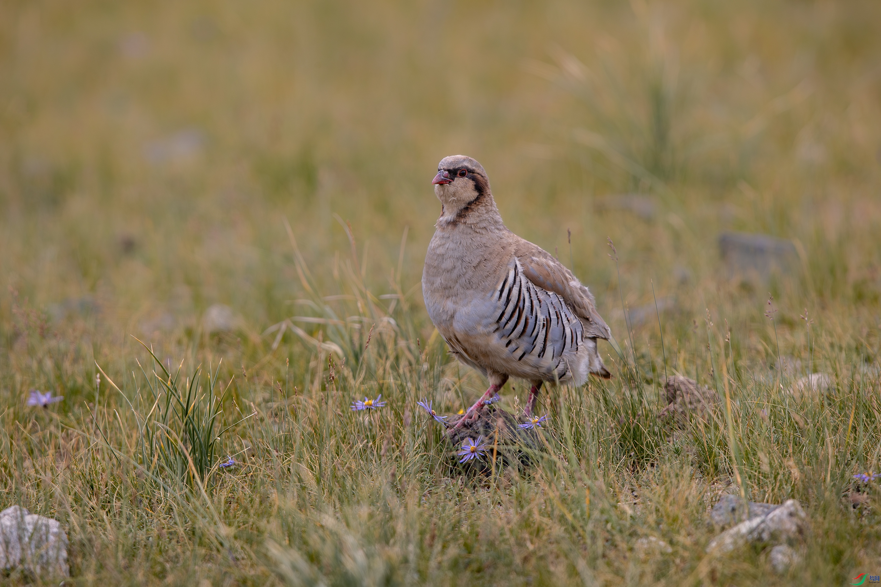 A15I6249-����ǿ-NR ����.jpg