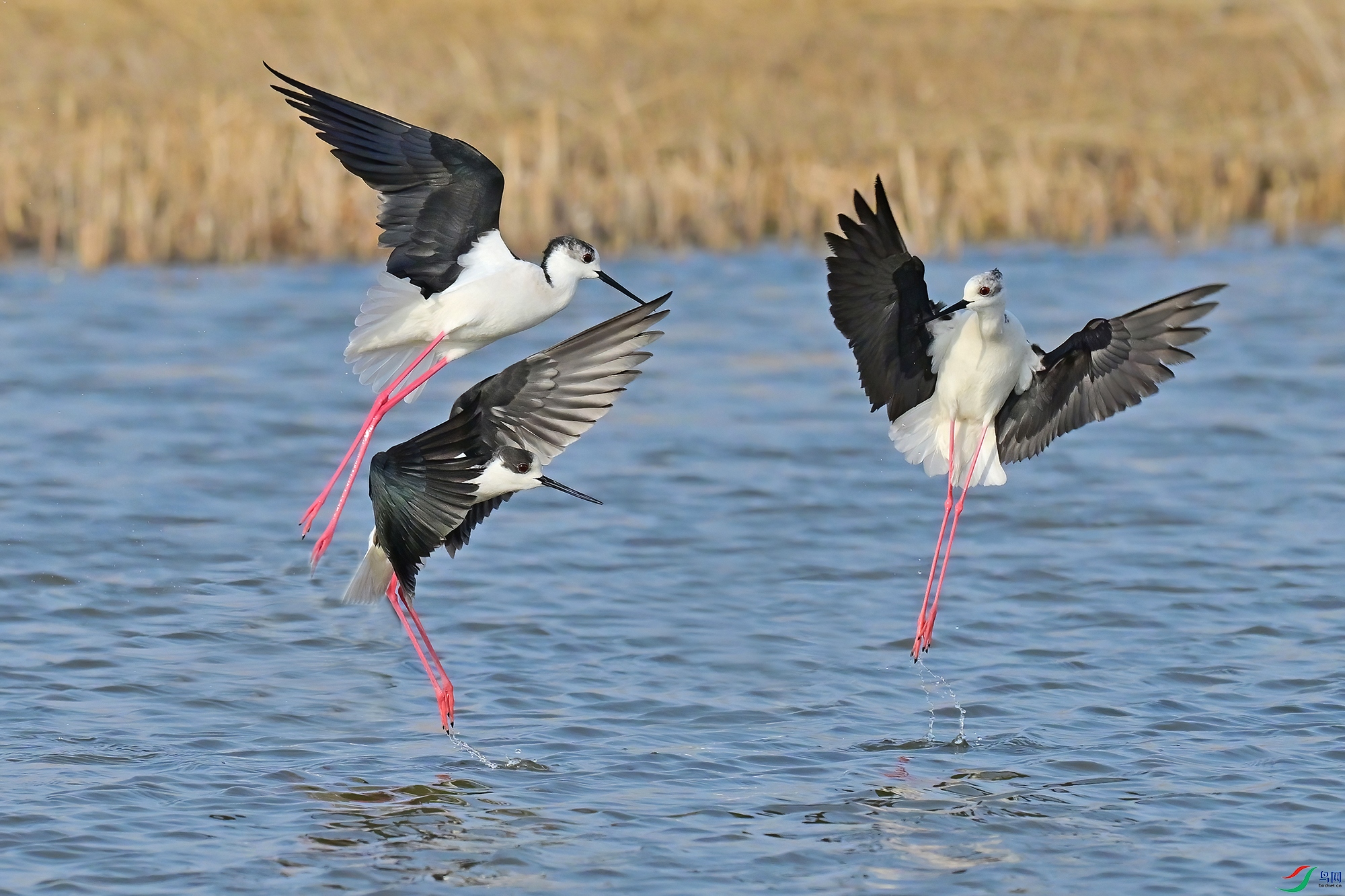 DSC_6100-V.jpg