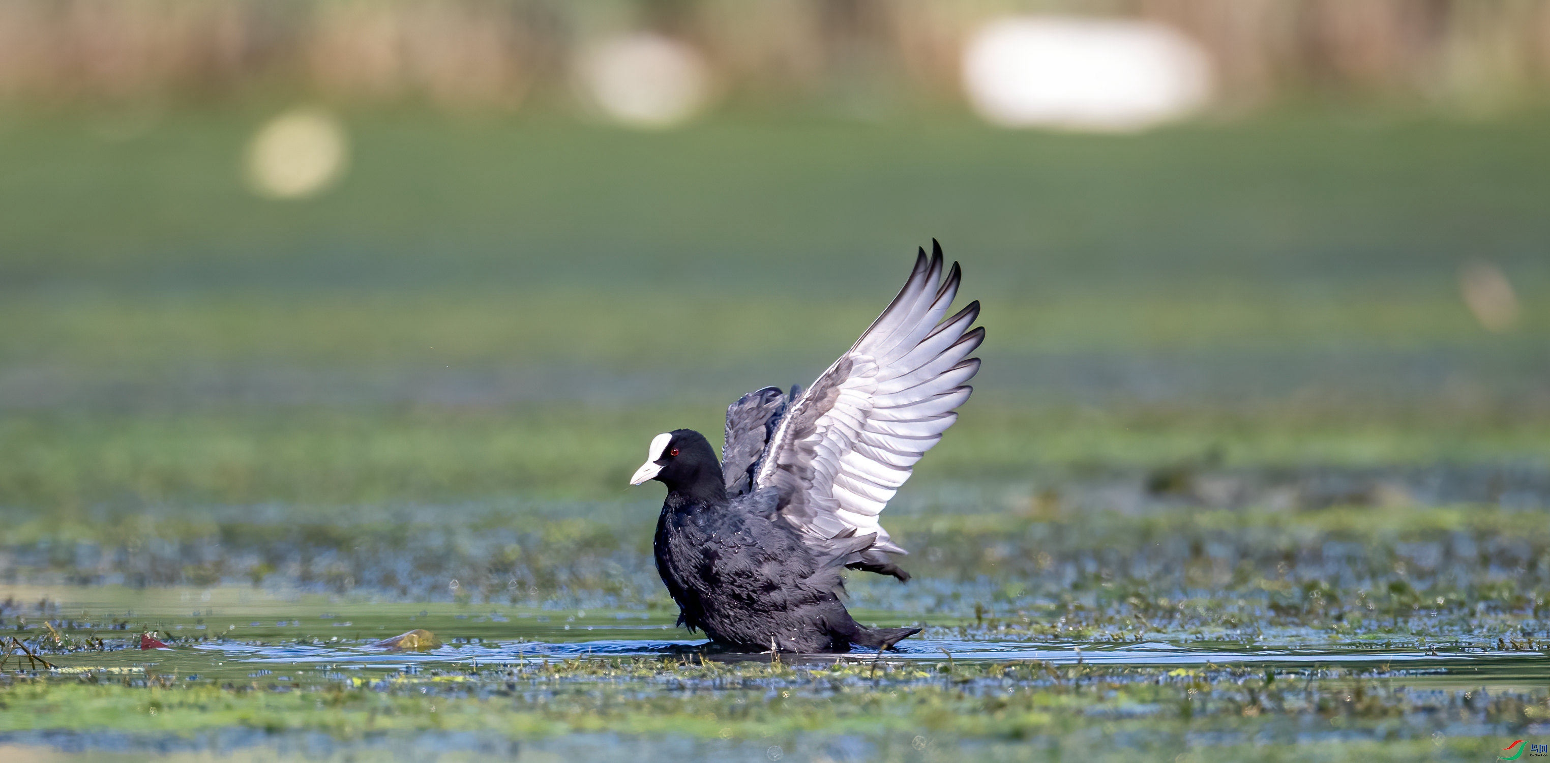 ��ˮ�� (1).jpg