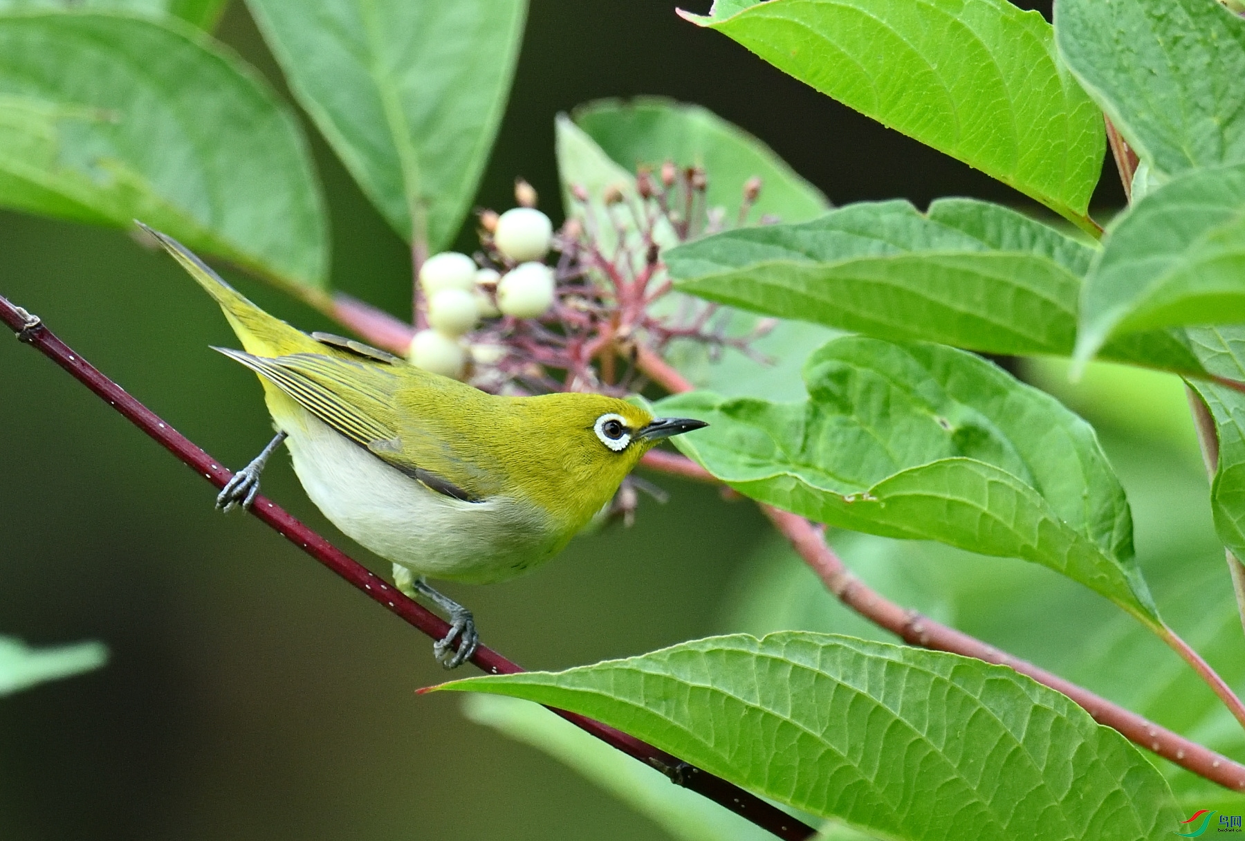 DSC_2265.JPG
