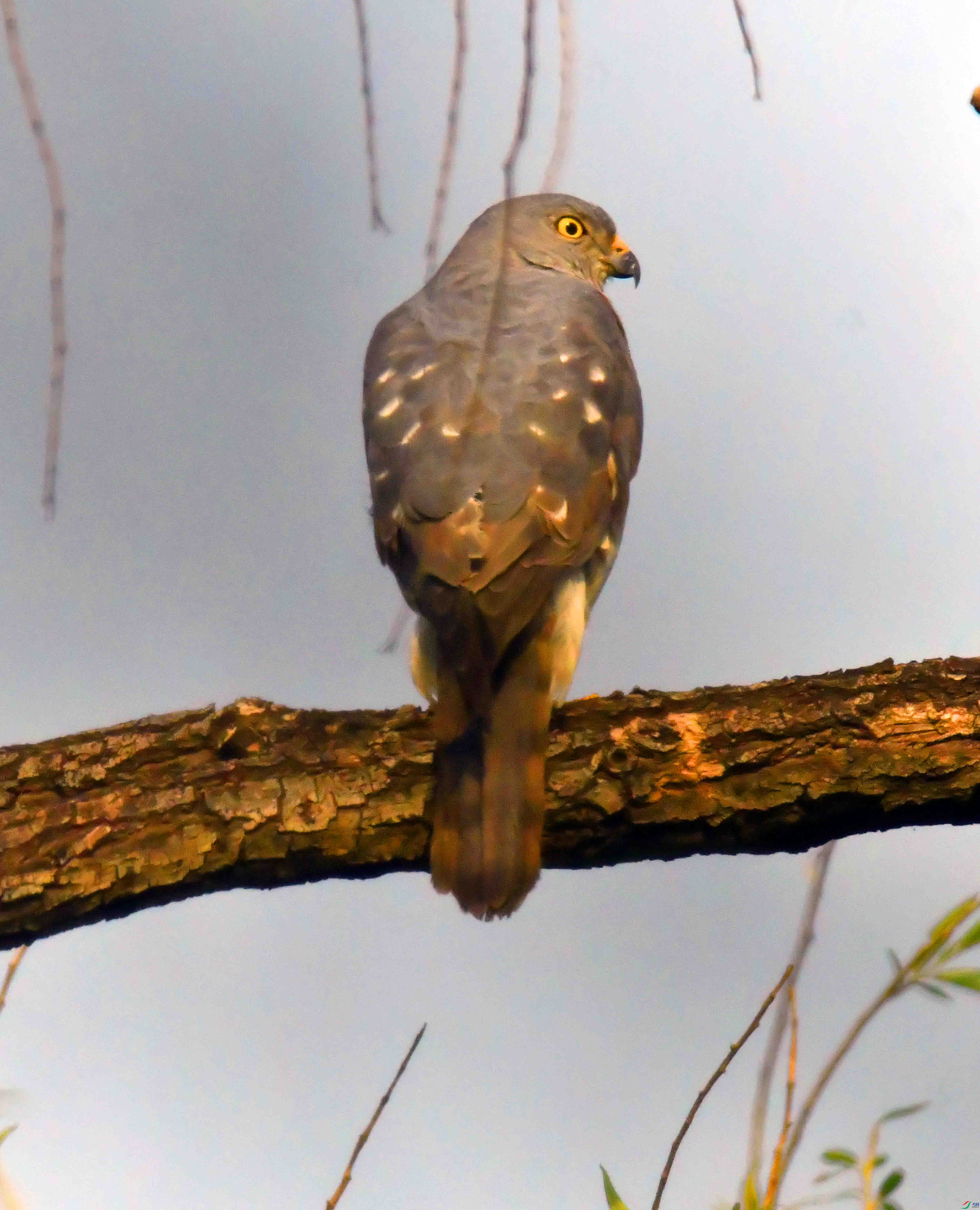 DSC_1883.JPG