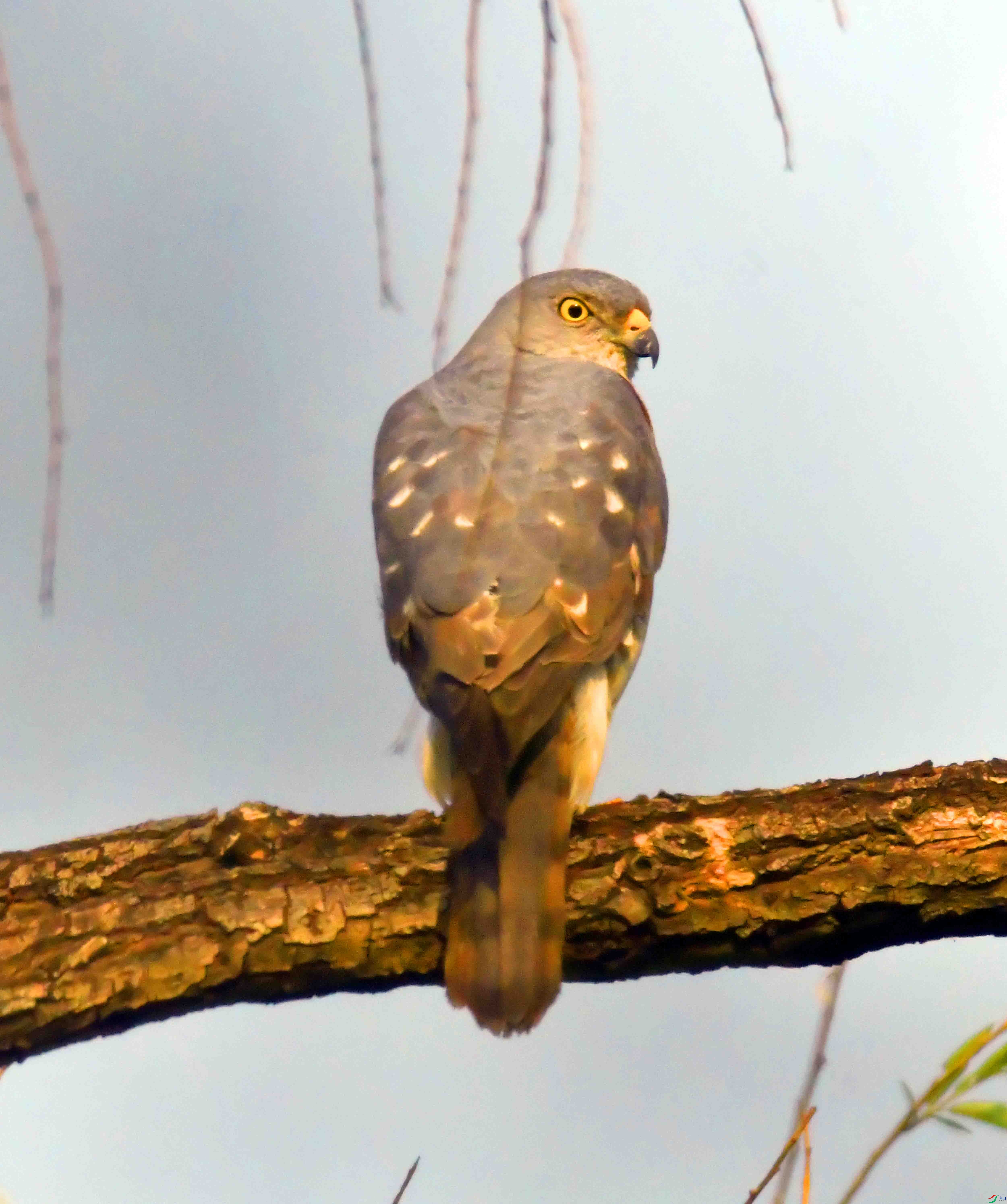 DSC_1886.JPG