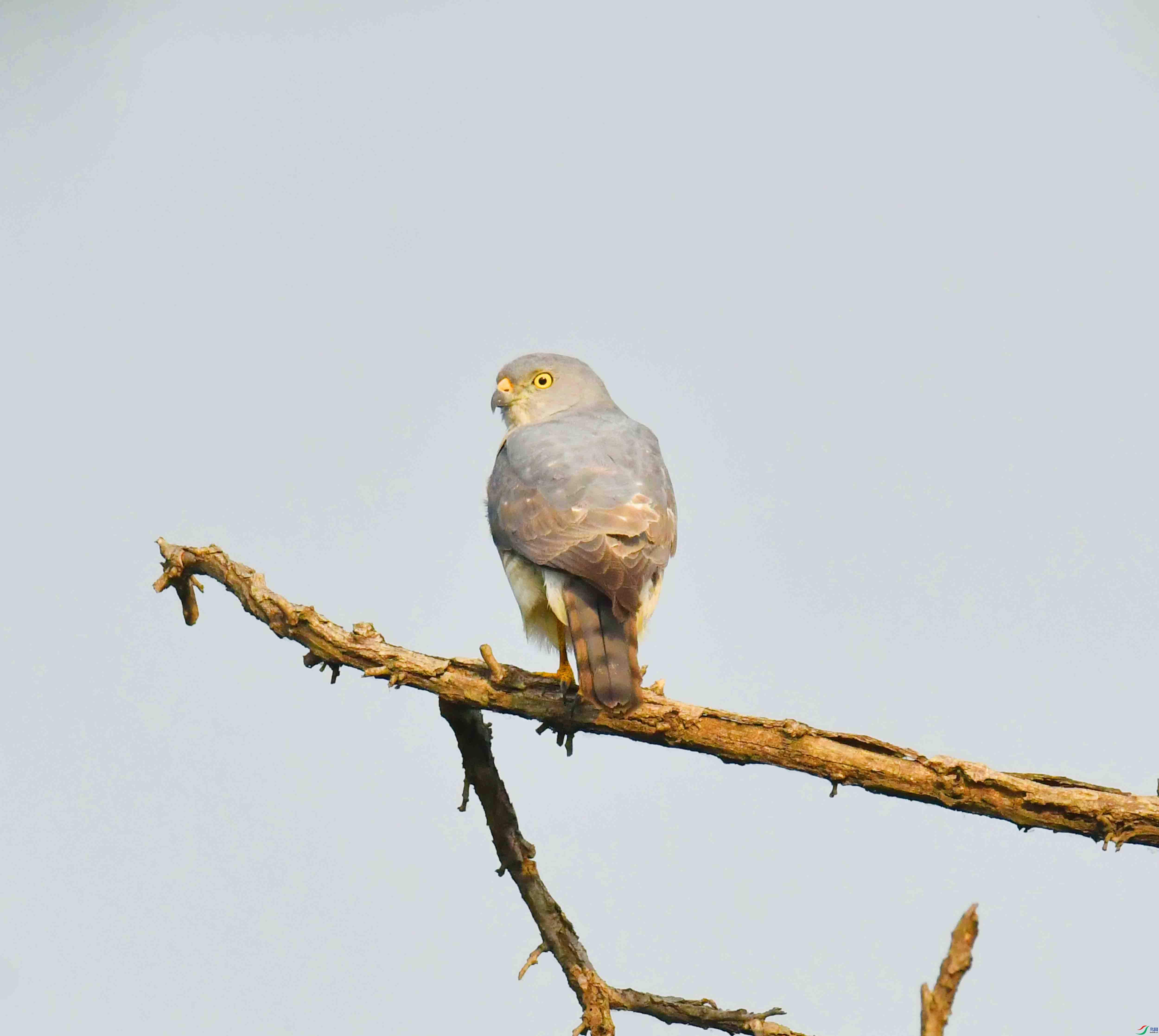 DSC_1901.JPG