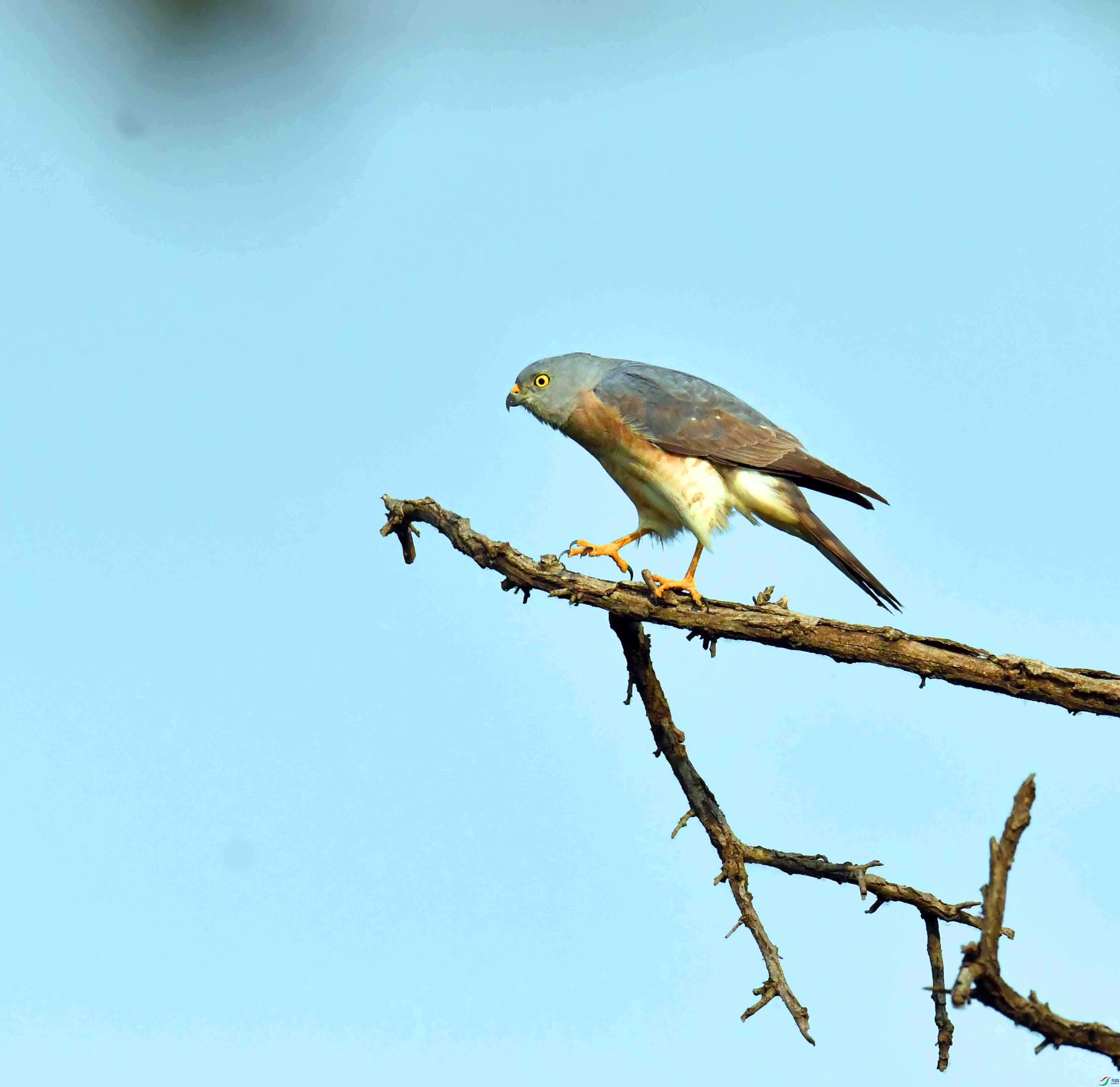 DSC_1903.JPG