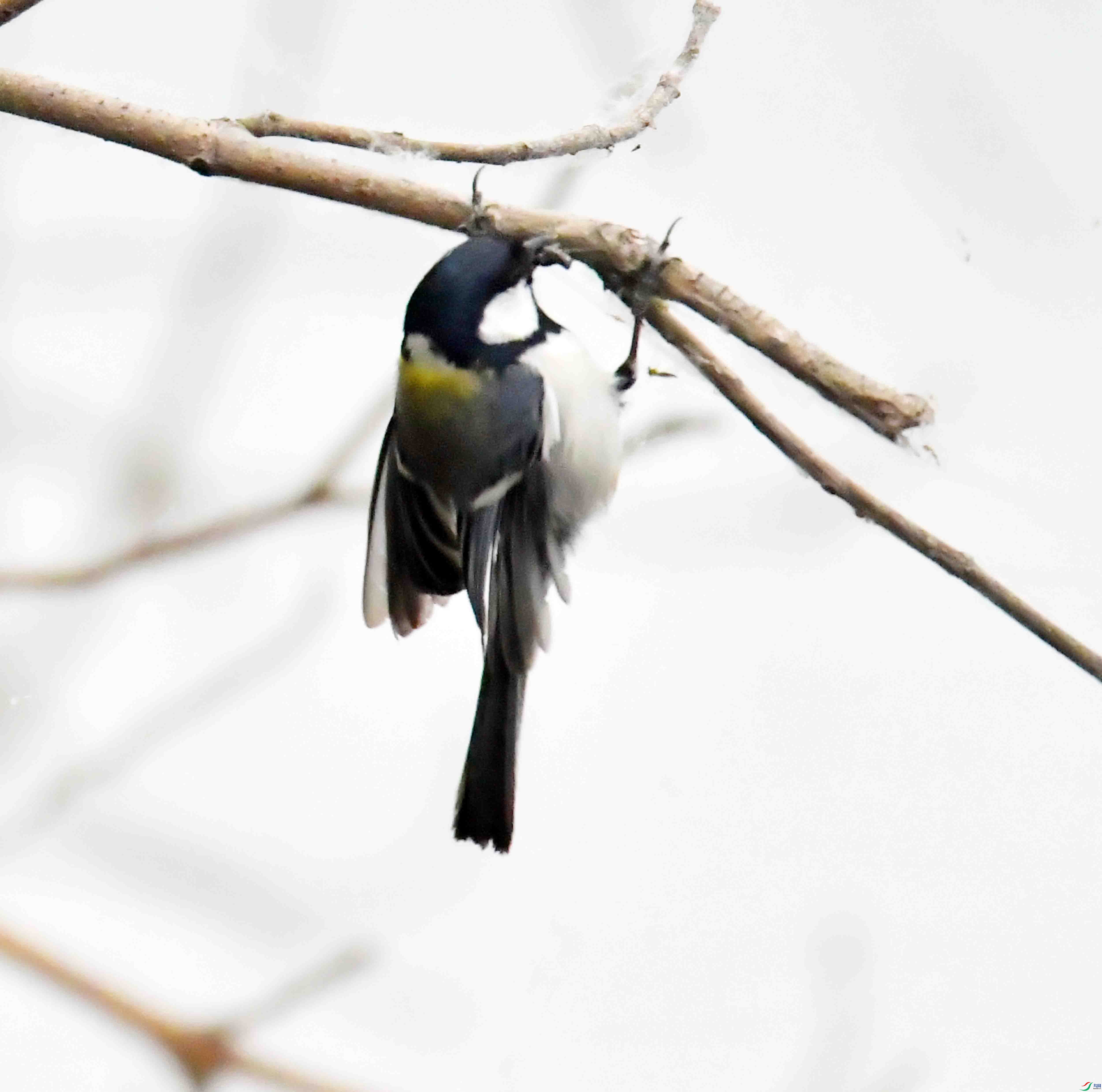 DSC_6896.JPG