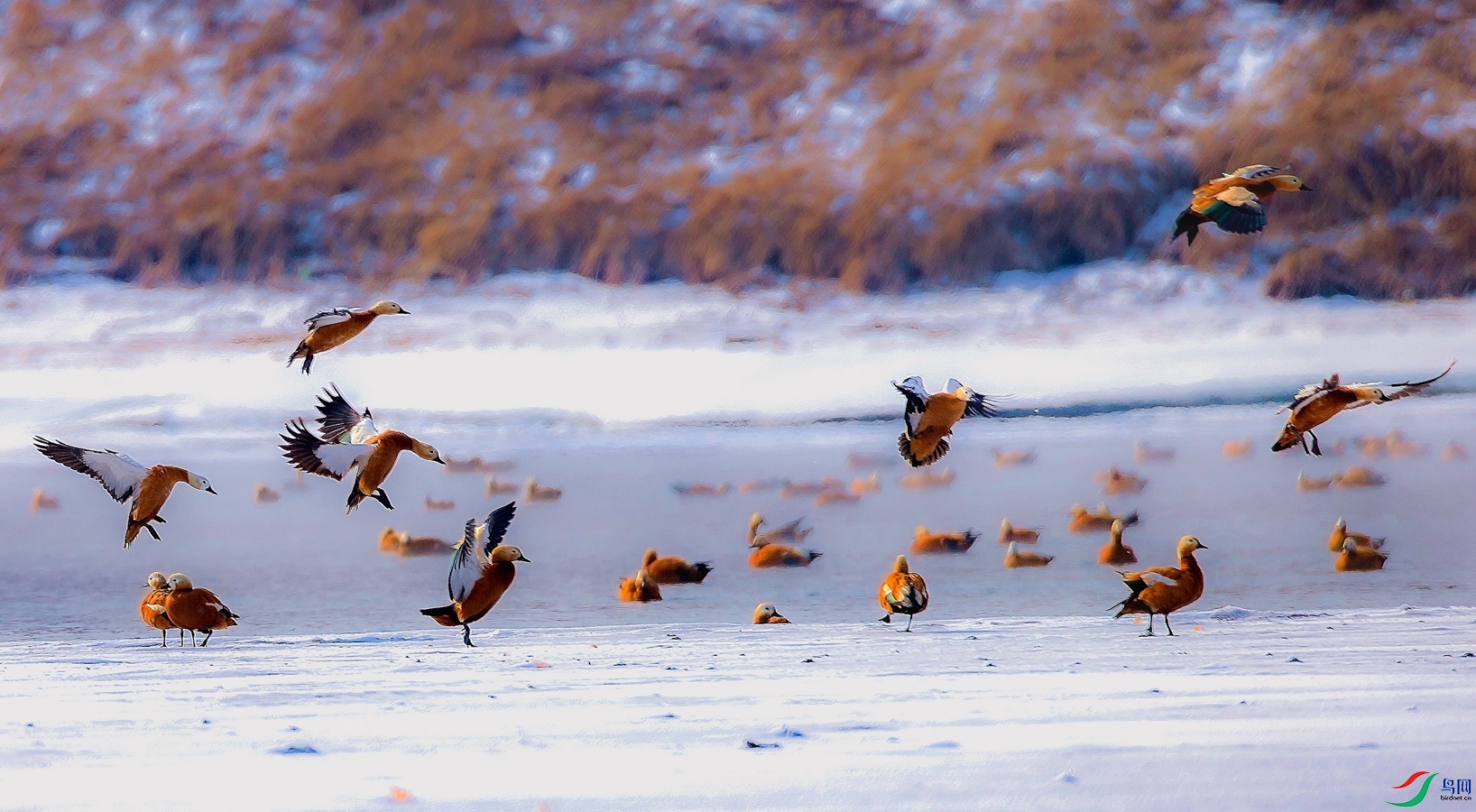 ������ĳ���Ѽ