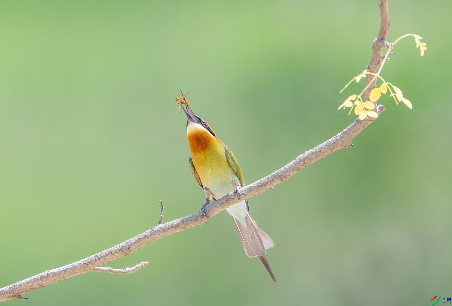 DSC_9666-1.jpg