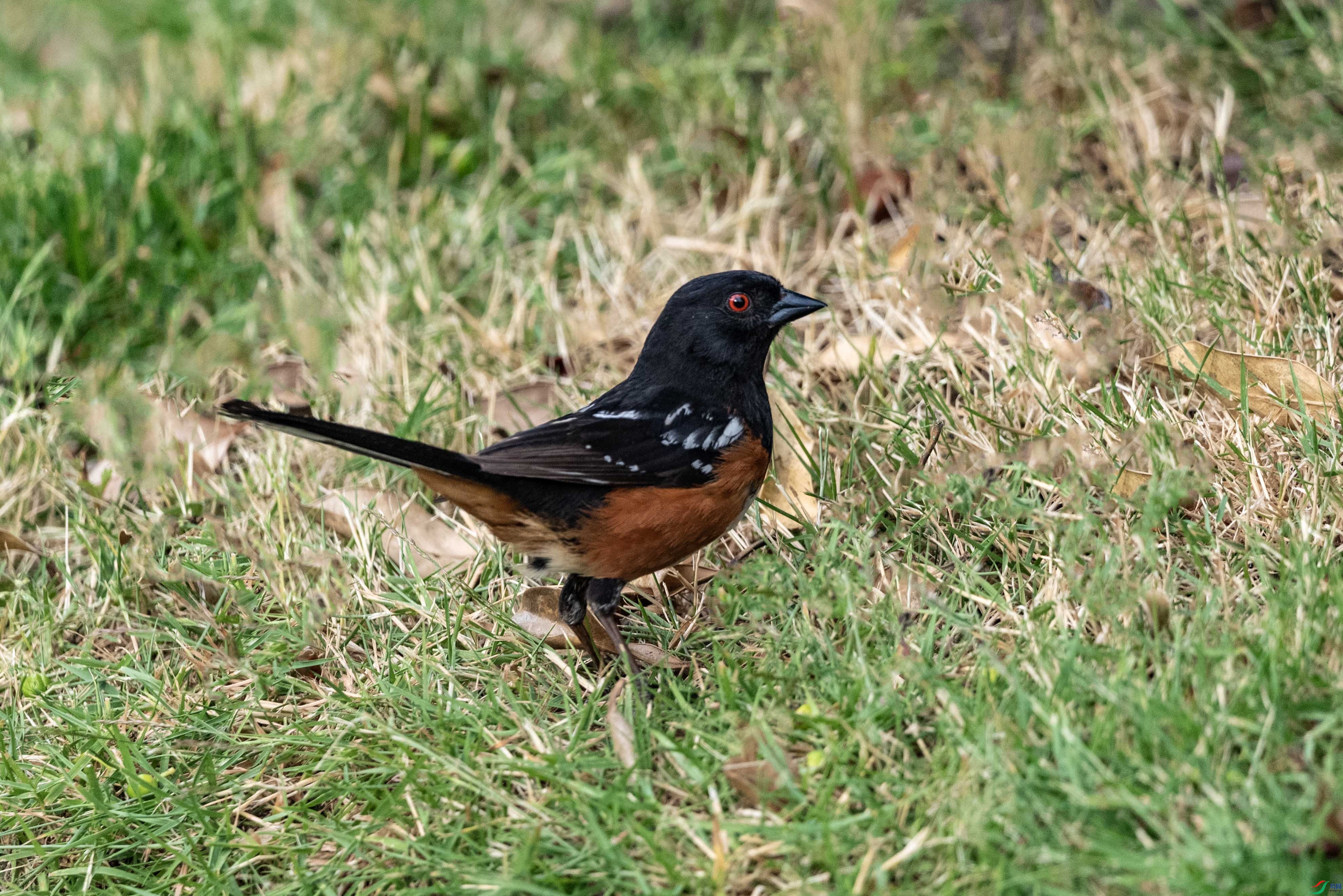 DSC_7158 ����2.jpg