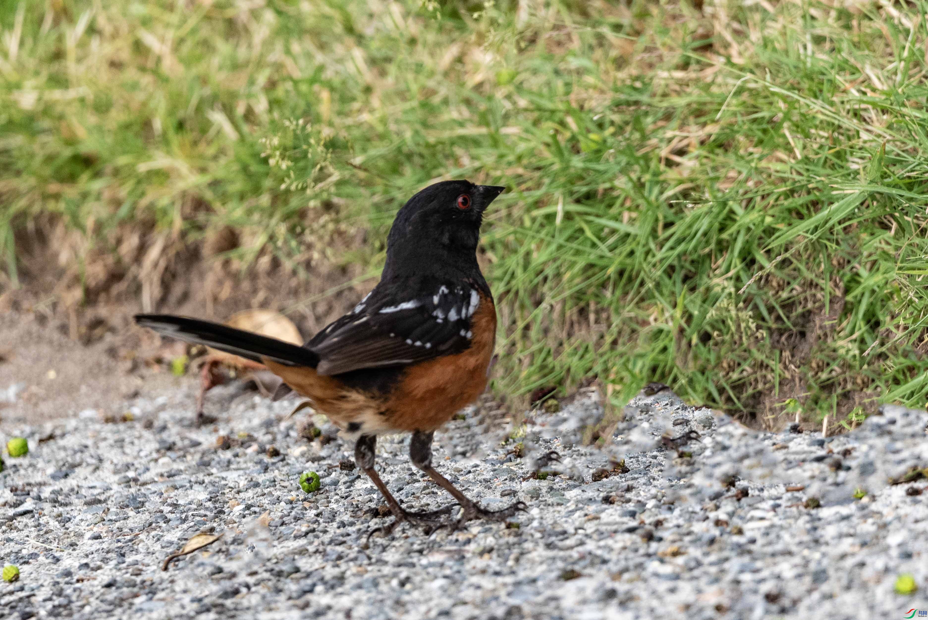 DSC_7154 ��2��.jpg