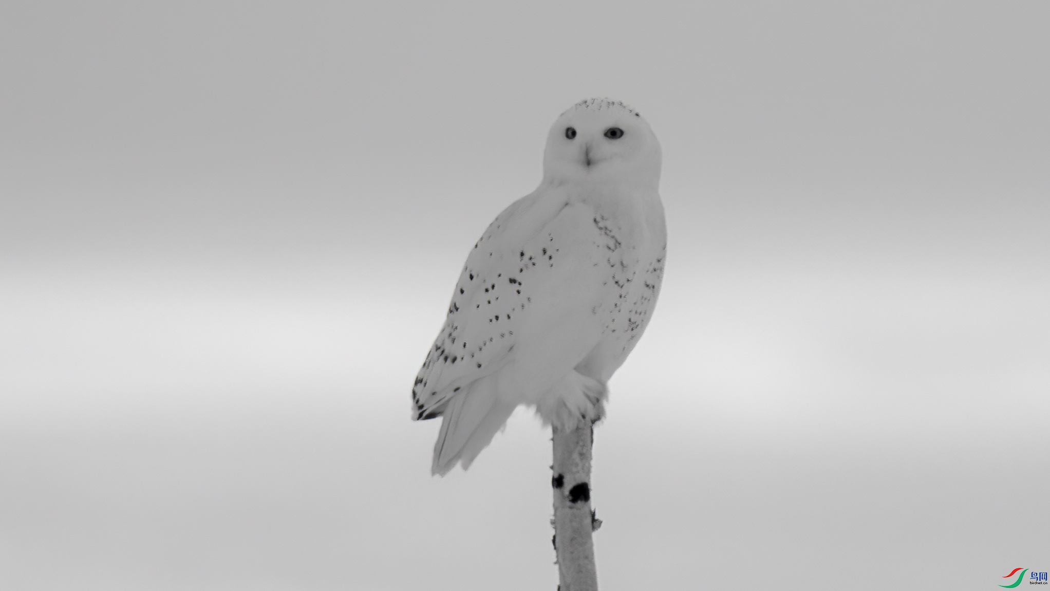 DSC07062 ����.jpg