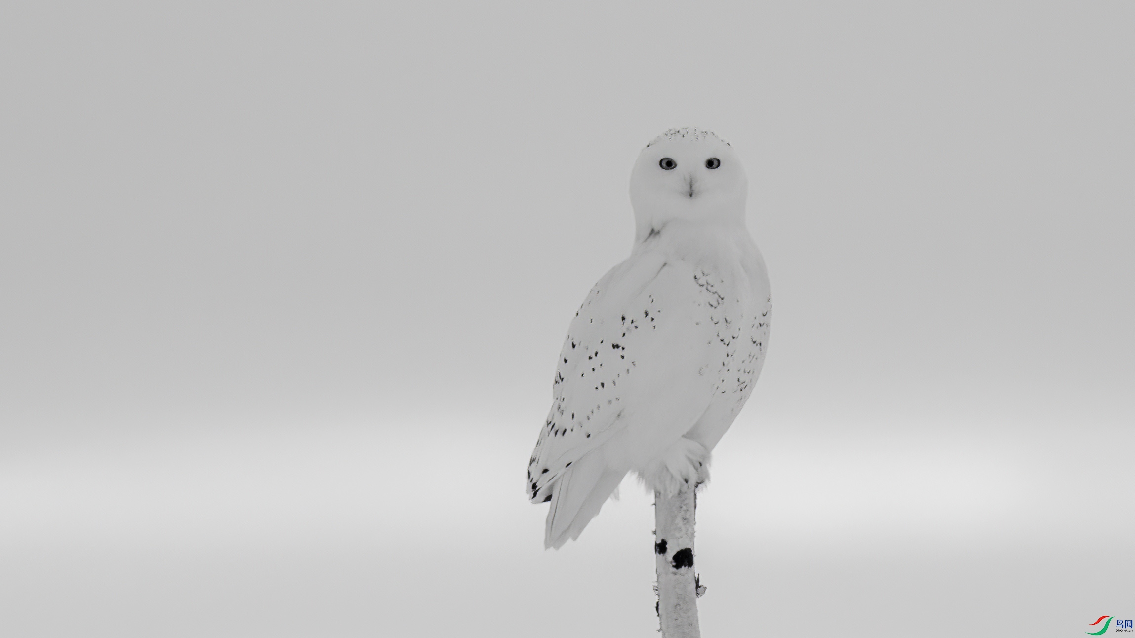 DSC07077 ����.jpg