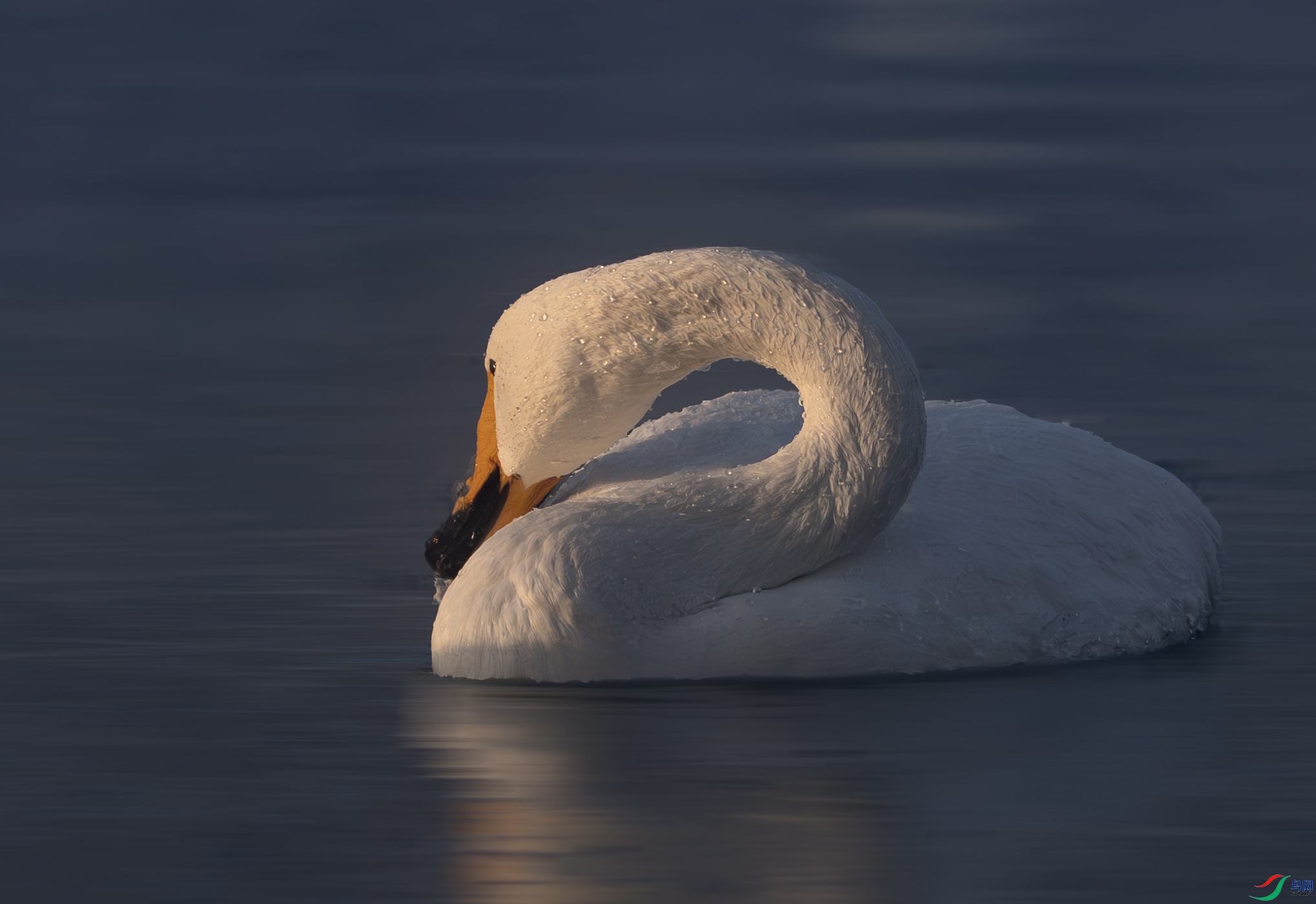 DSC01868-����ǿ-NR ����.jpg