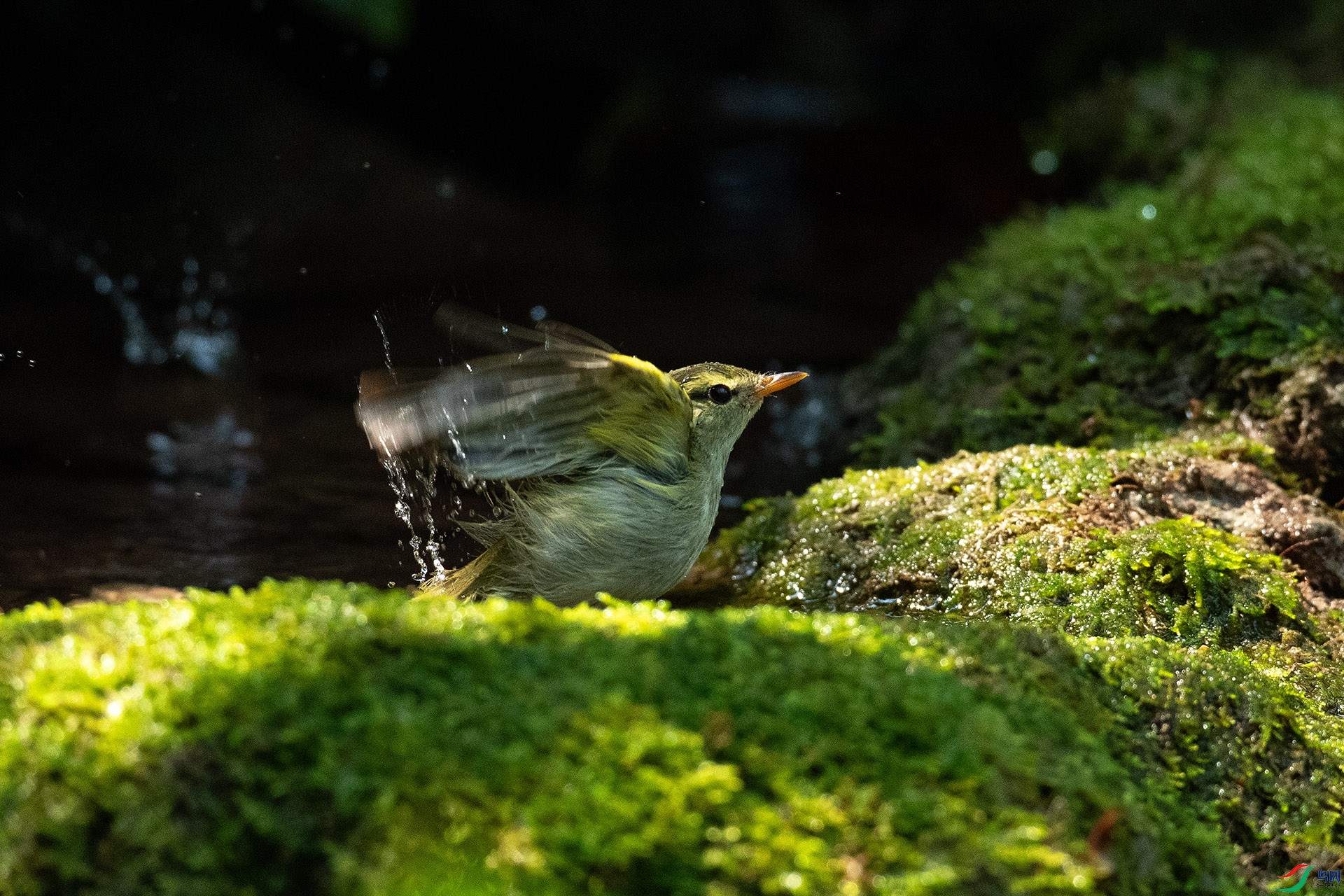 DSC_4506.jpg
