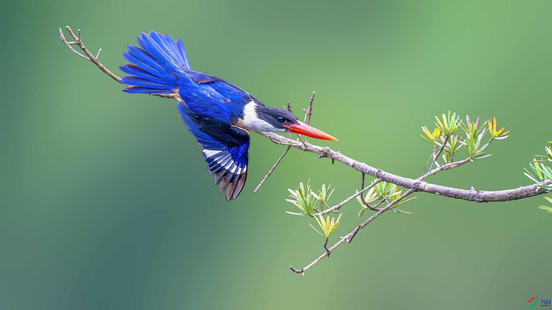 DSC_2305-����ǿ-NR.jpg