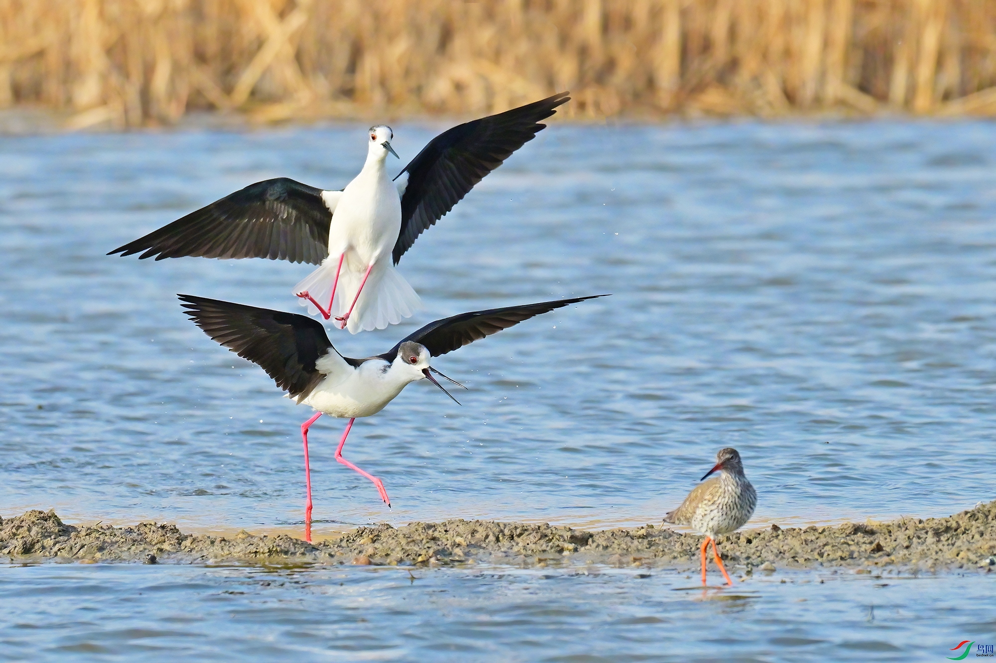 DSC_5820-V.jpg