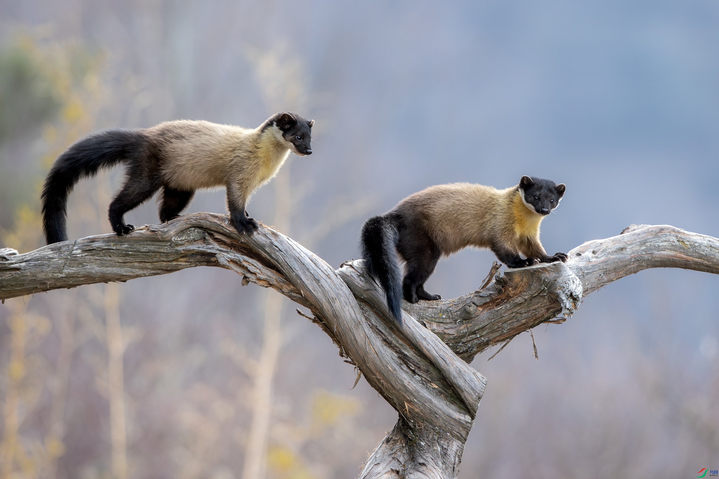 A15I5706- ����.jpg