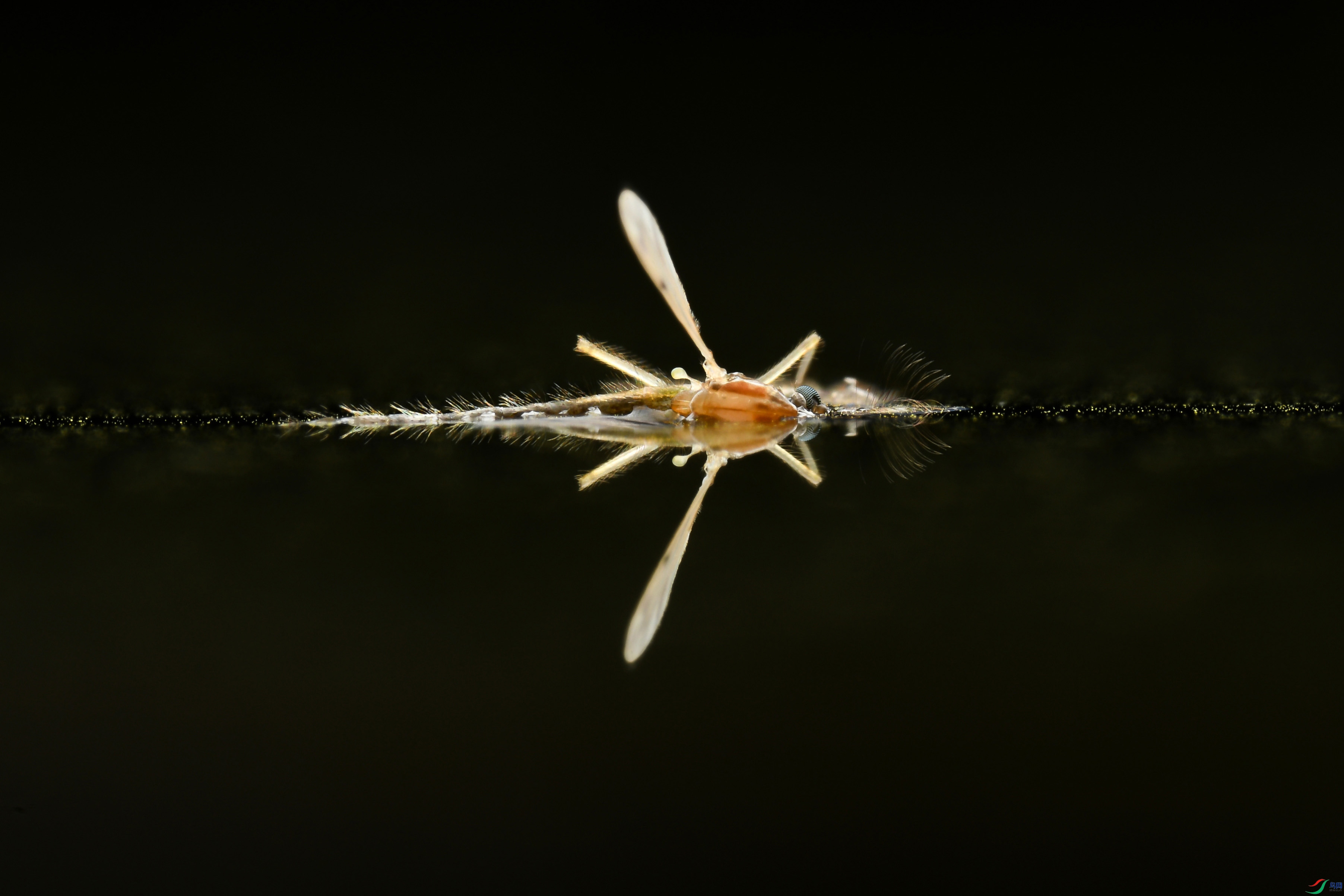 DSC_4375_����.jpg