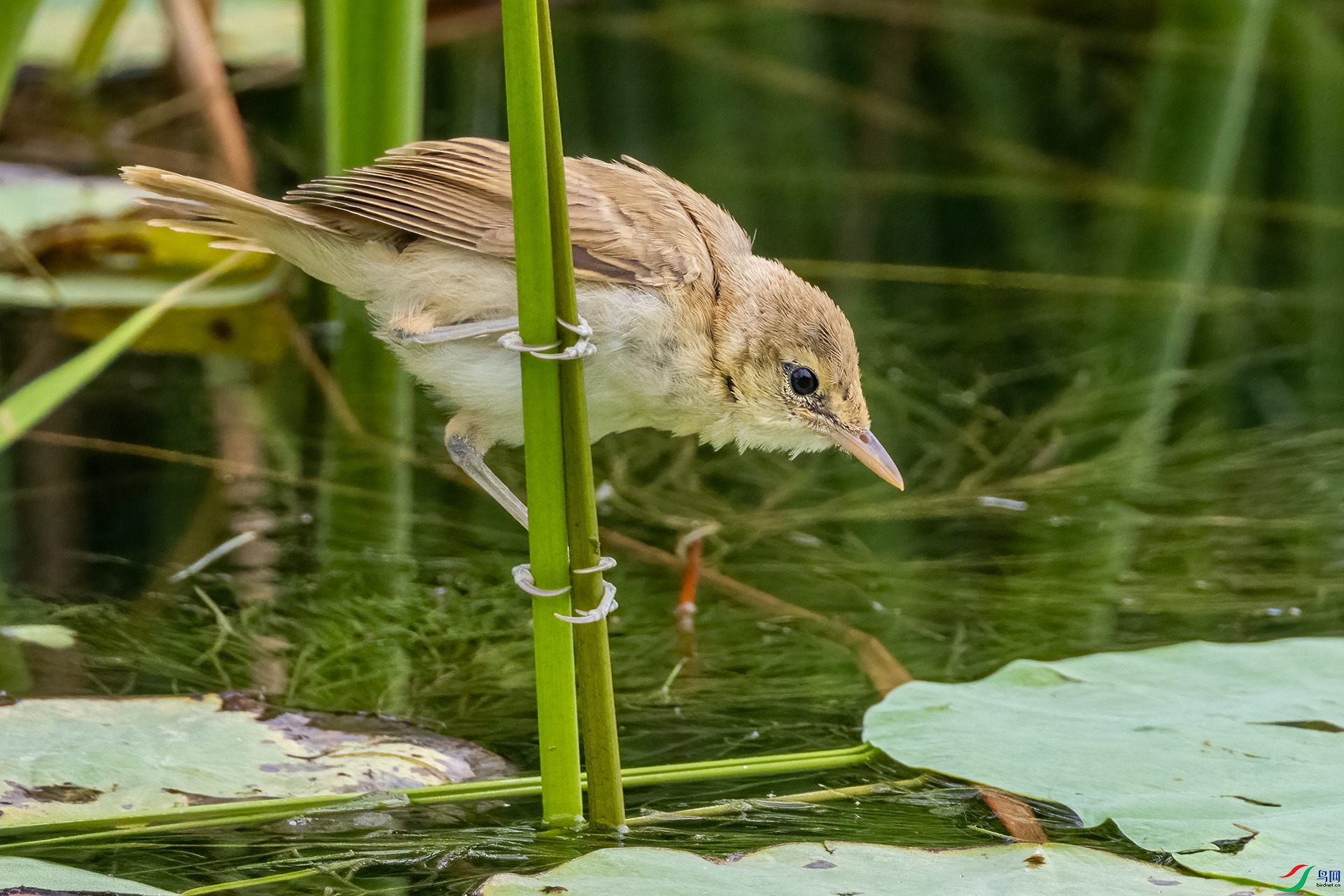 4E9A3863 -25�ף�������έݺ����.jpg