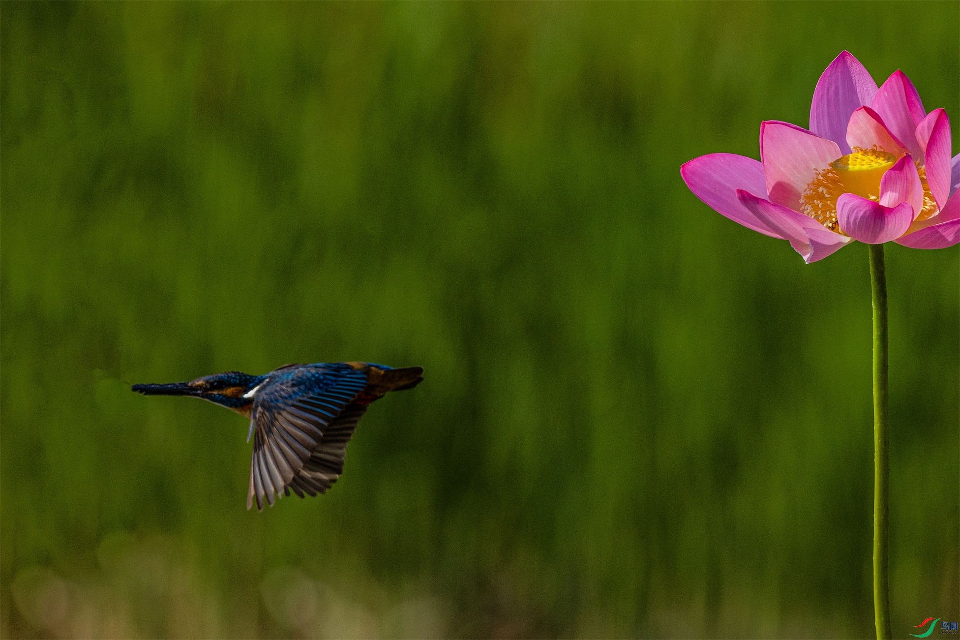 1K3A1330 ����1.jpg