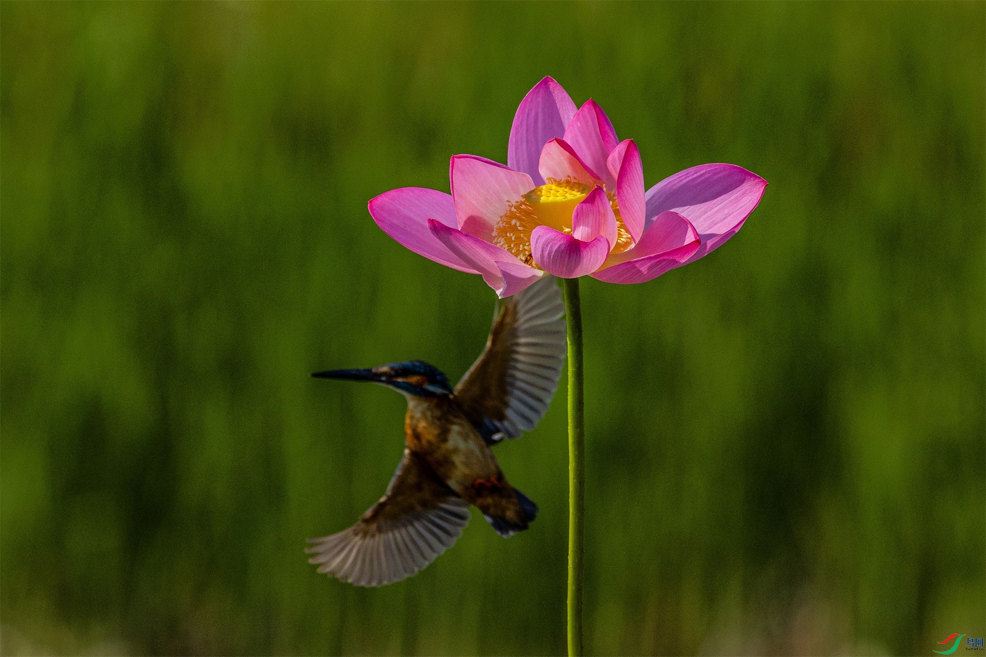 1K3A1327 ����1.jpg