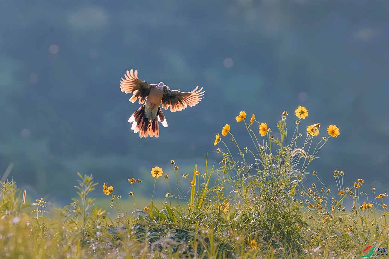 �龱���----����ˡ�����