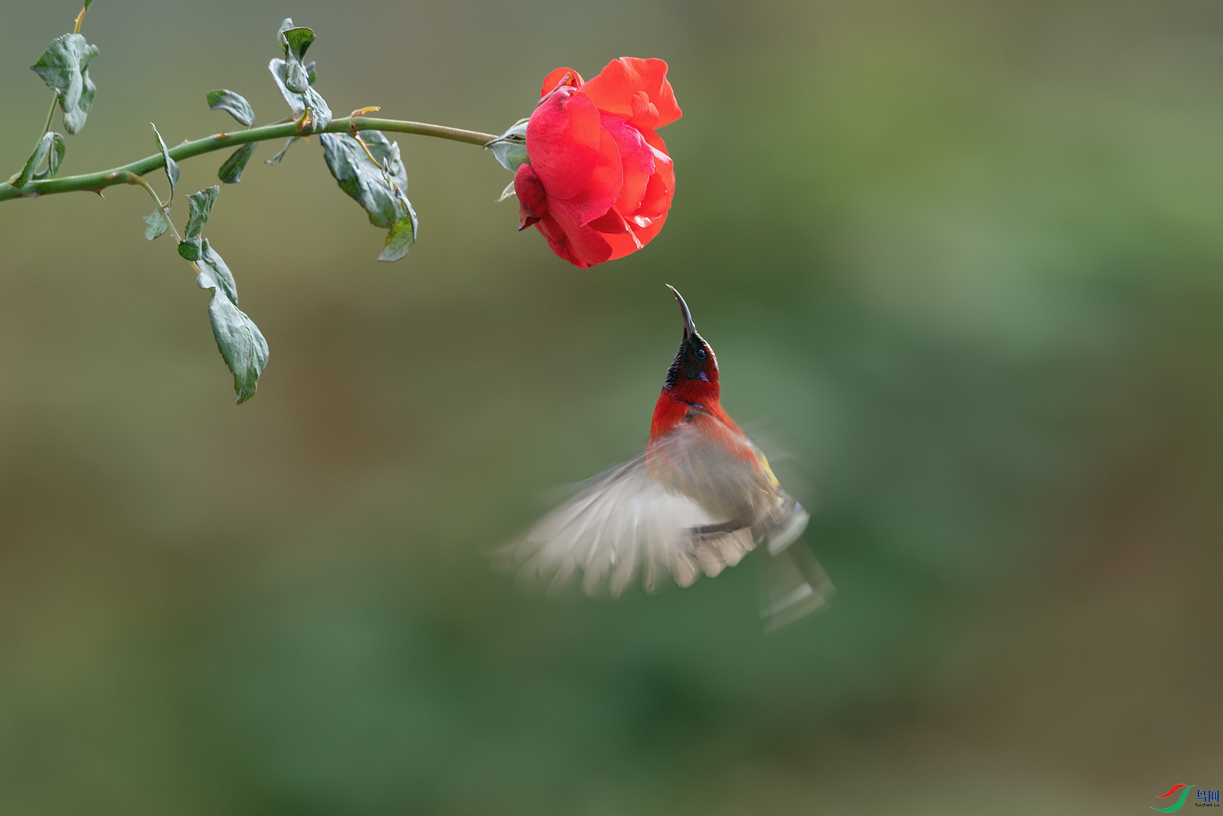 DSC_6355_DxOa.jpg