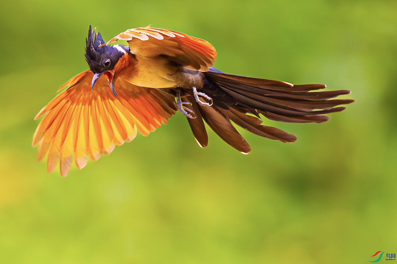 ����ͷ��