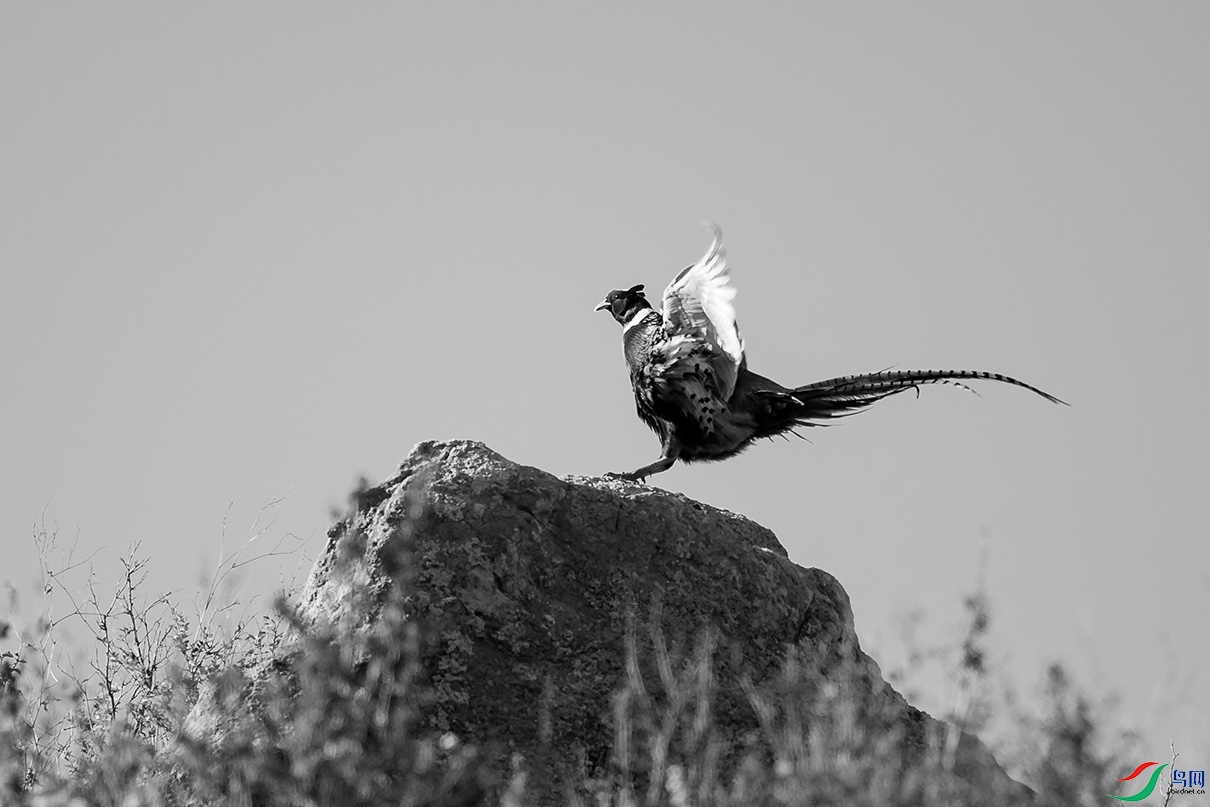 _DSC34450.jpg