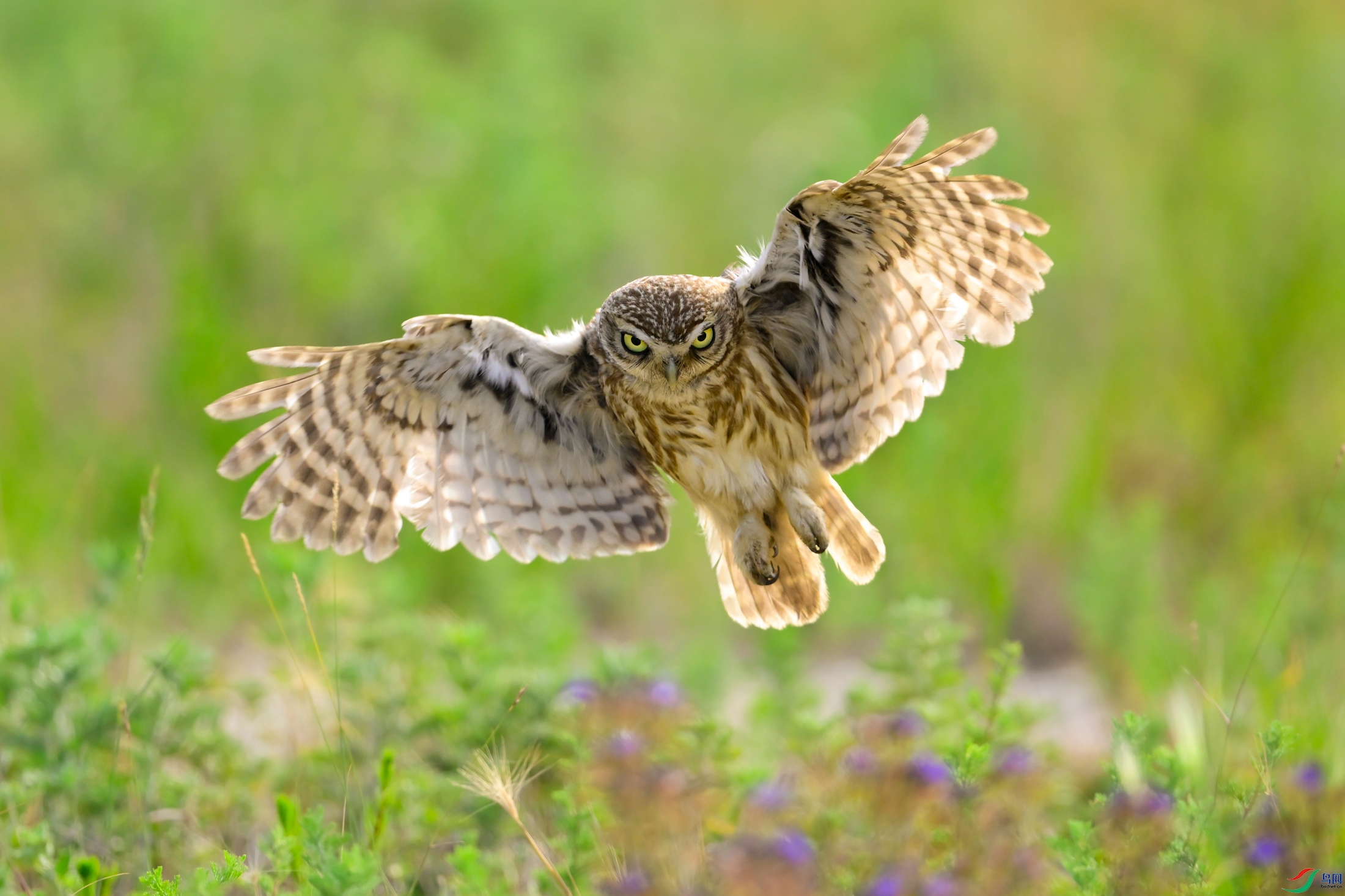 _DSC6058x.jpg