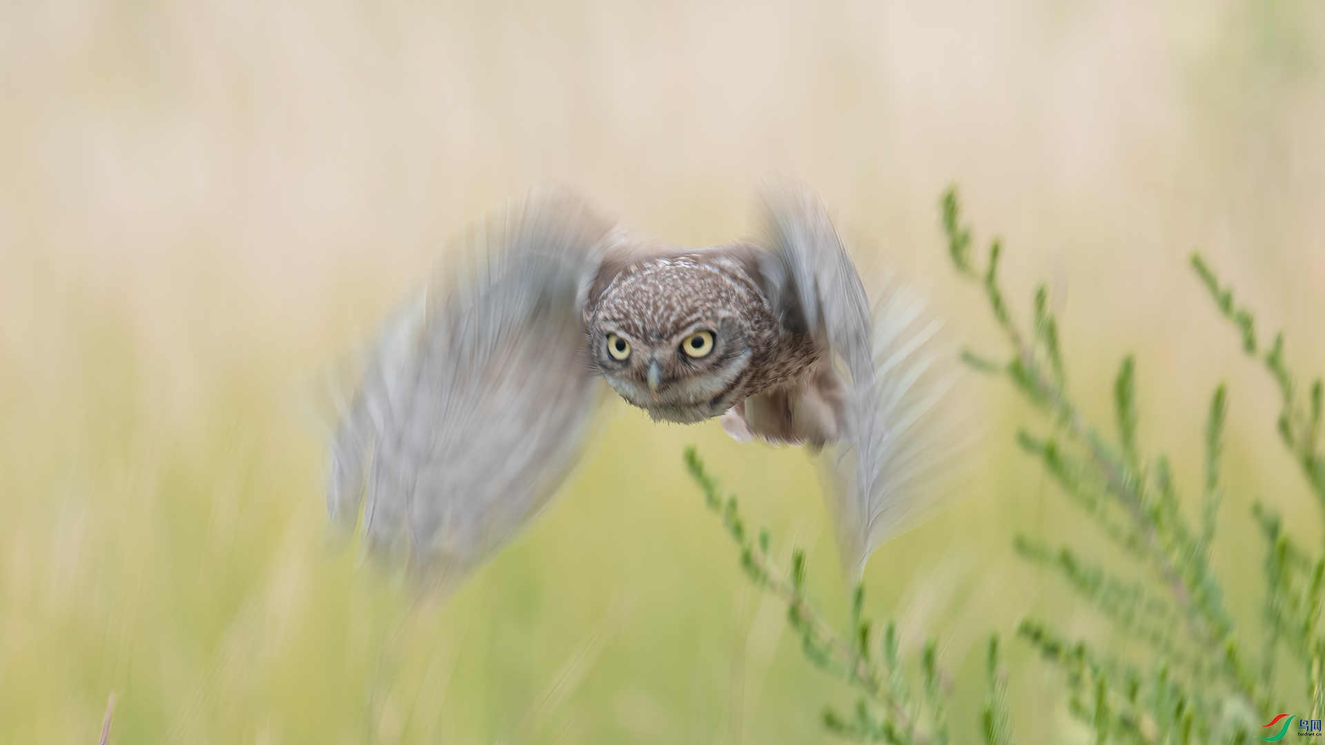 ���Ƹ�С�^