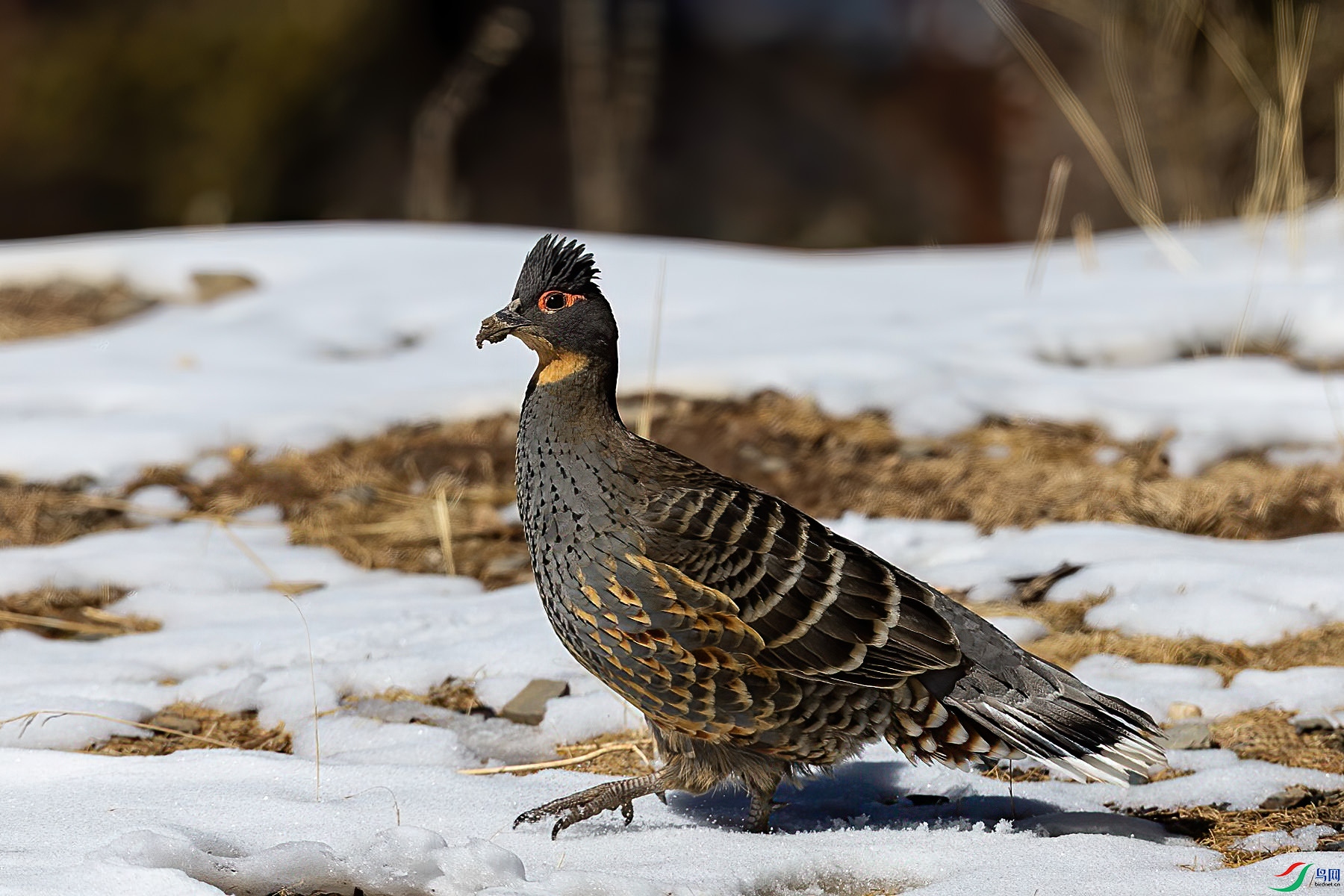 �ƺ�����