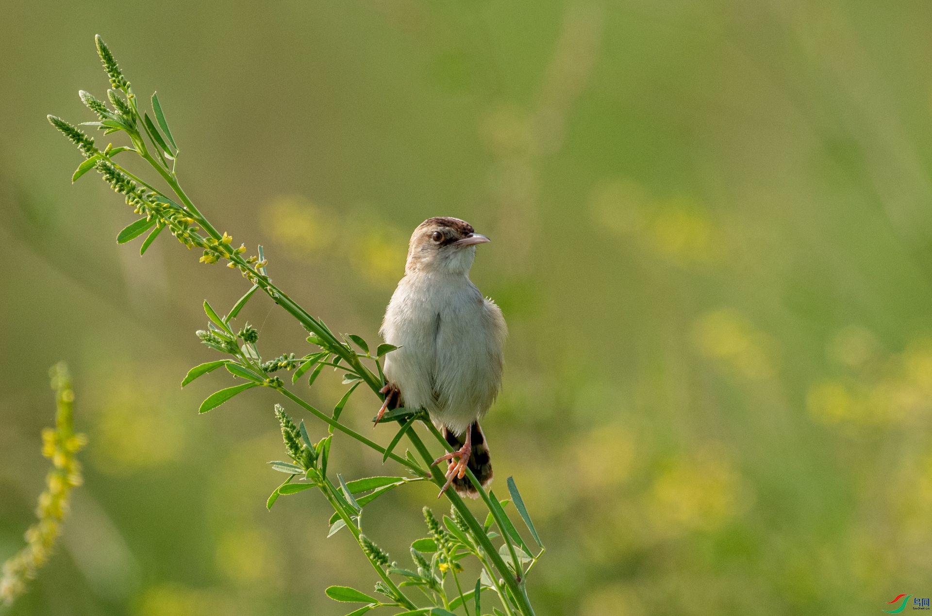 DSC_7427.jpg