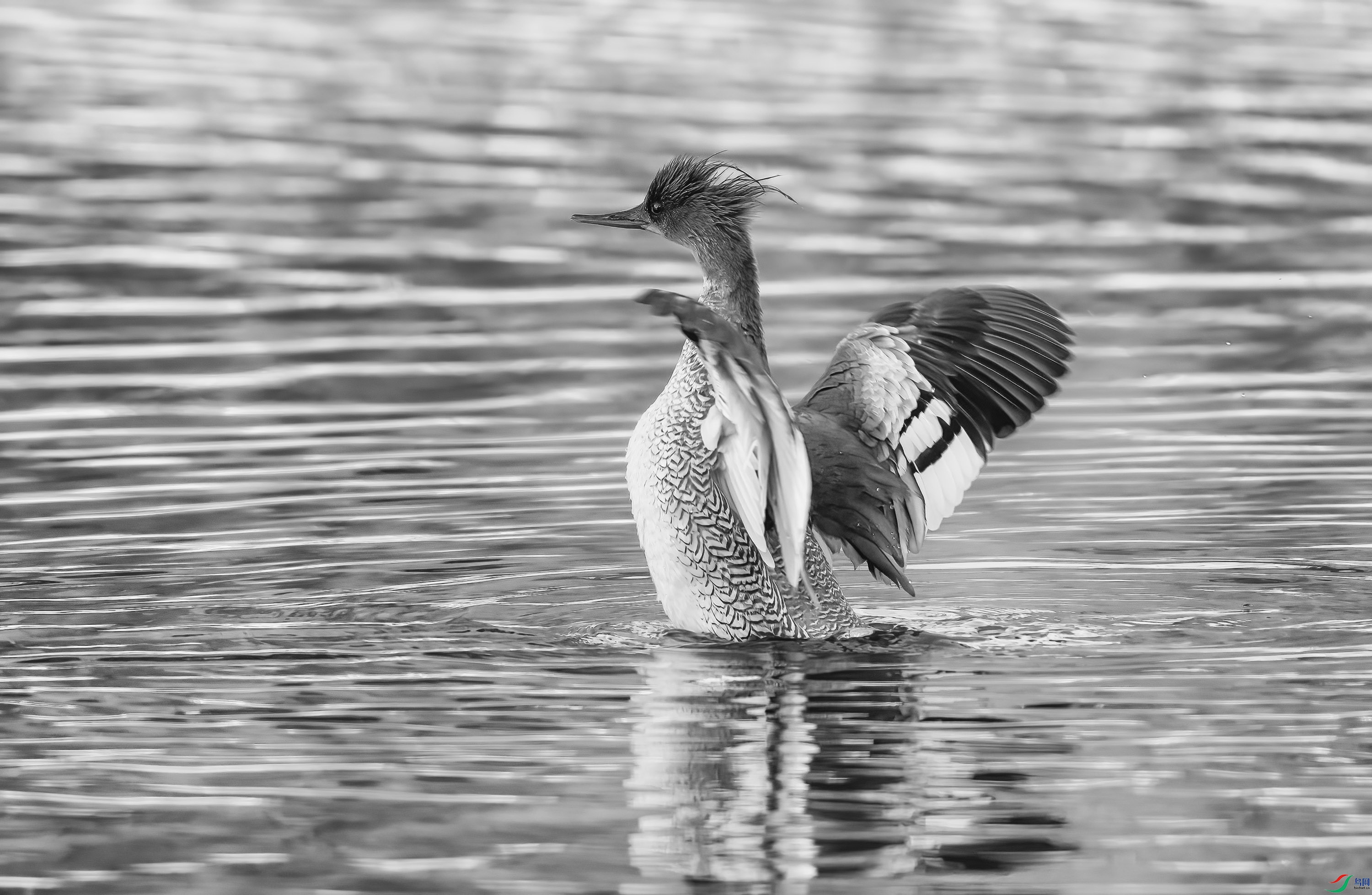 DSC04308 ����.jpg