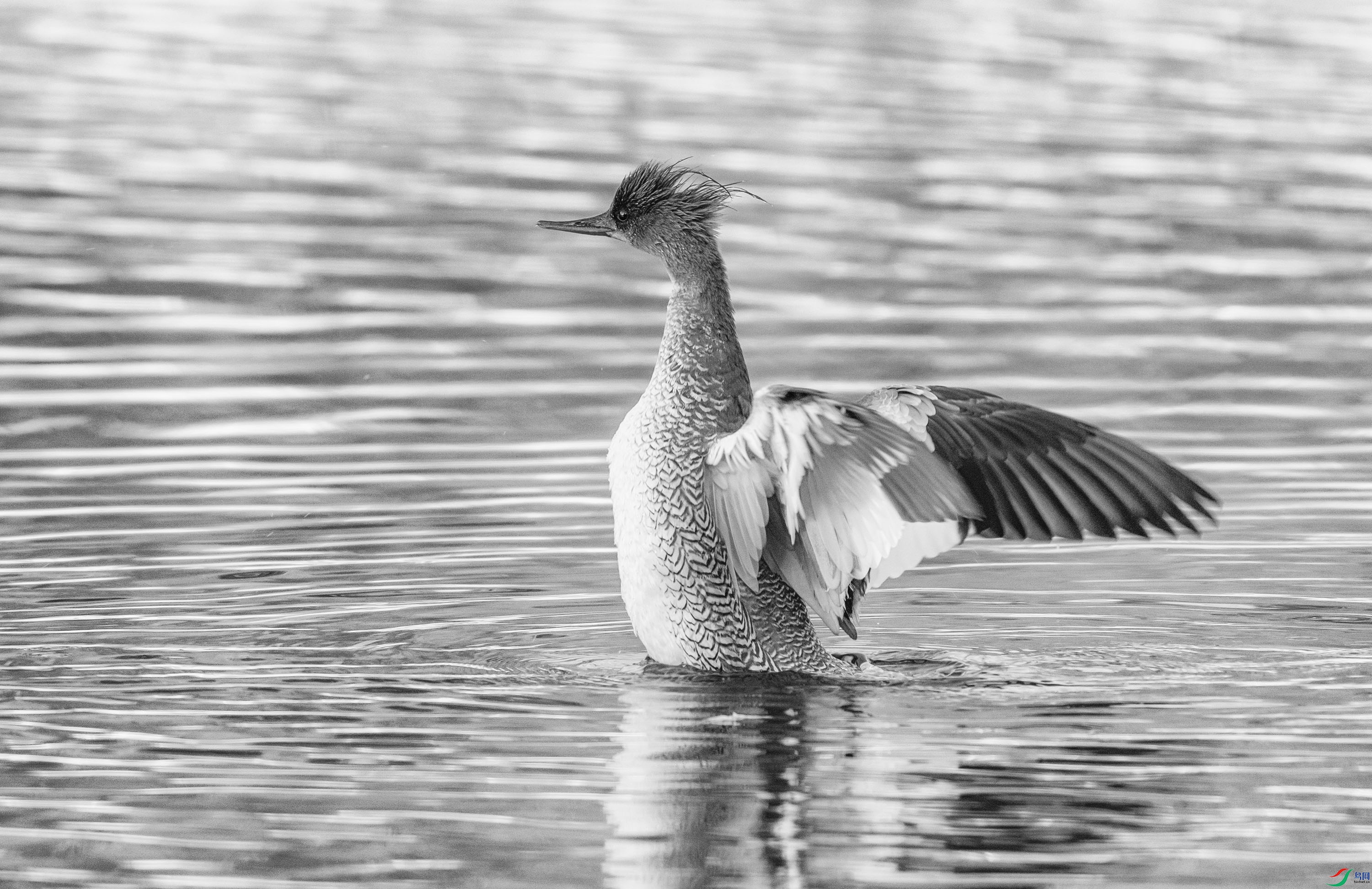 DSC04309 ����.jpg