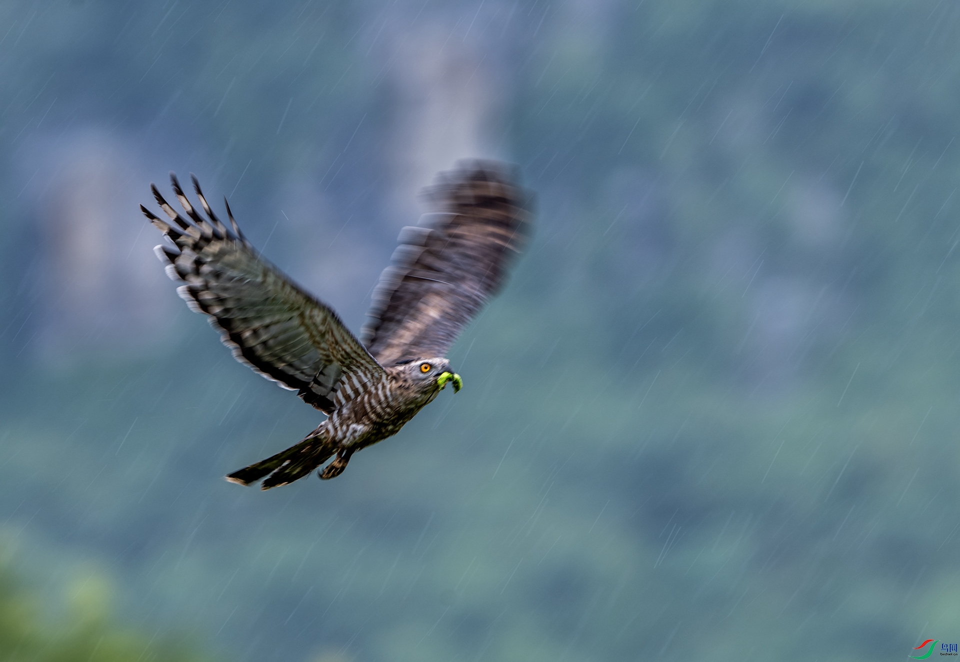 DSC_3595-5.jpg