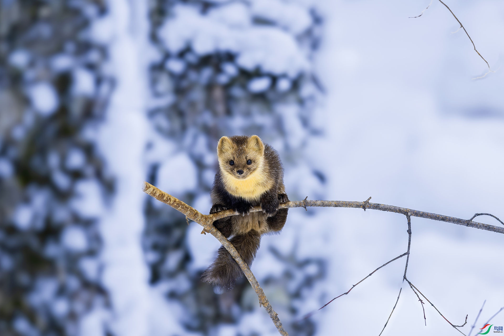 _CYG7808-NEF_DxO_DeepPRIMEXD-3 ����222 ����000.jpg