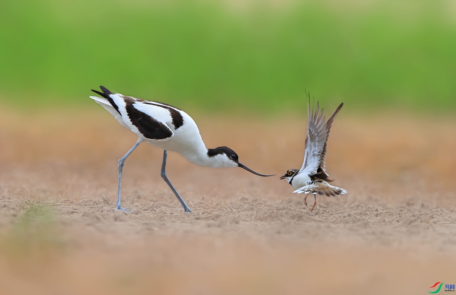 ÿ��һͼ �а� ���� ��Ұ ��һ.jpg