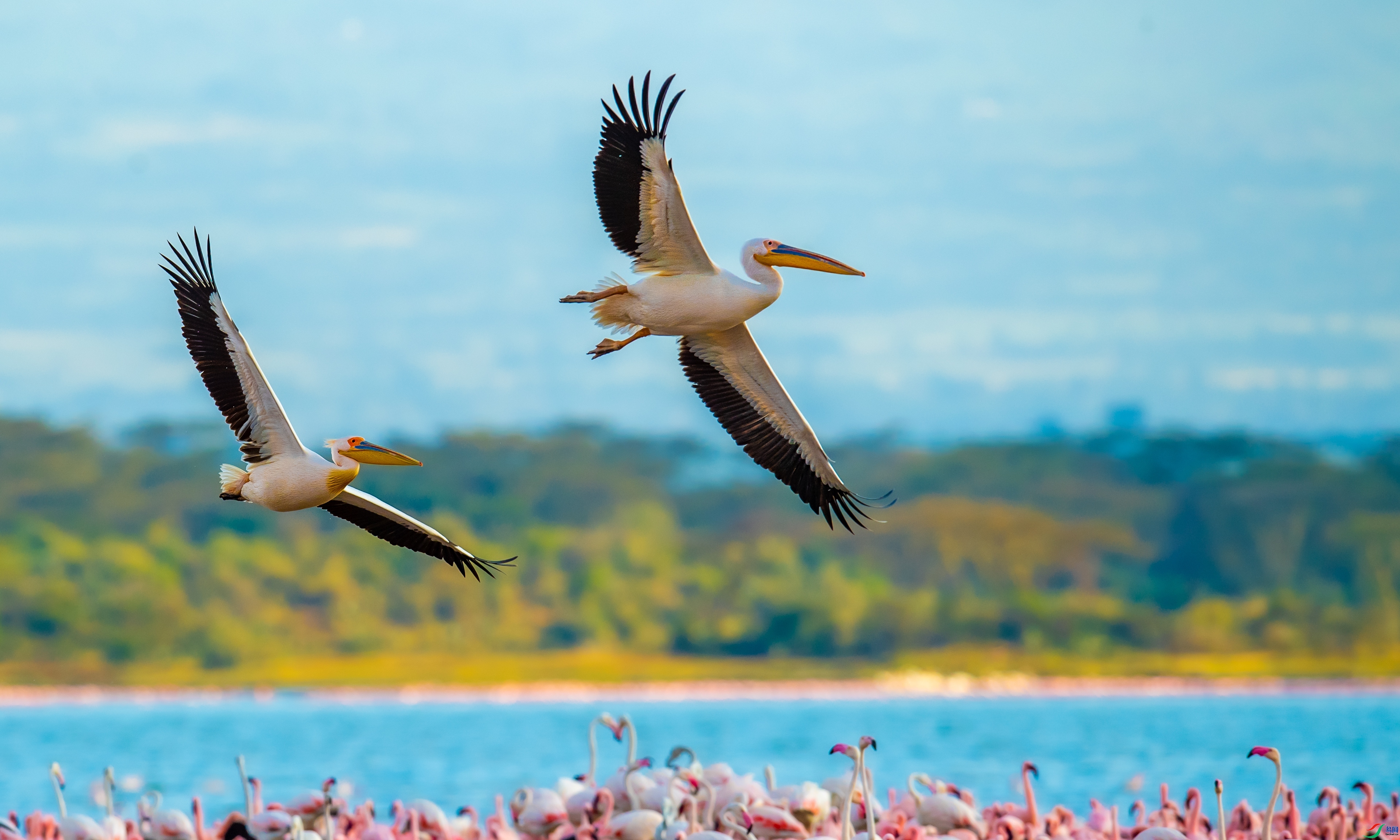 ÿ��һͼ  ����˫�� ���� ��������bj  ����.jpg